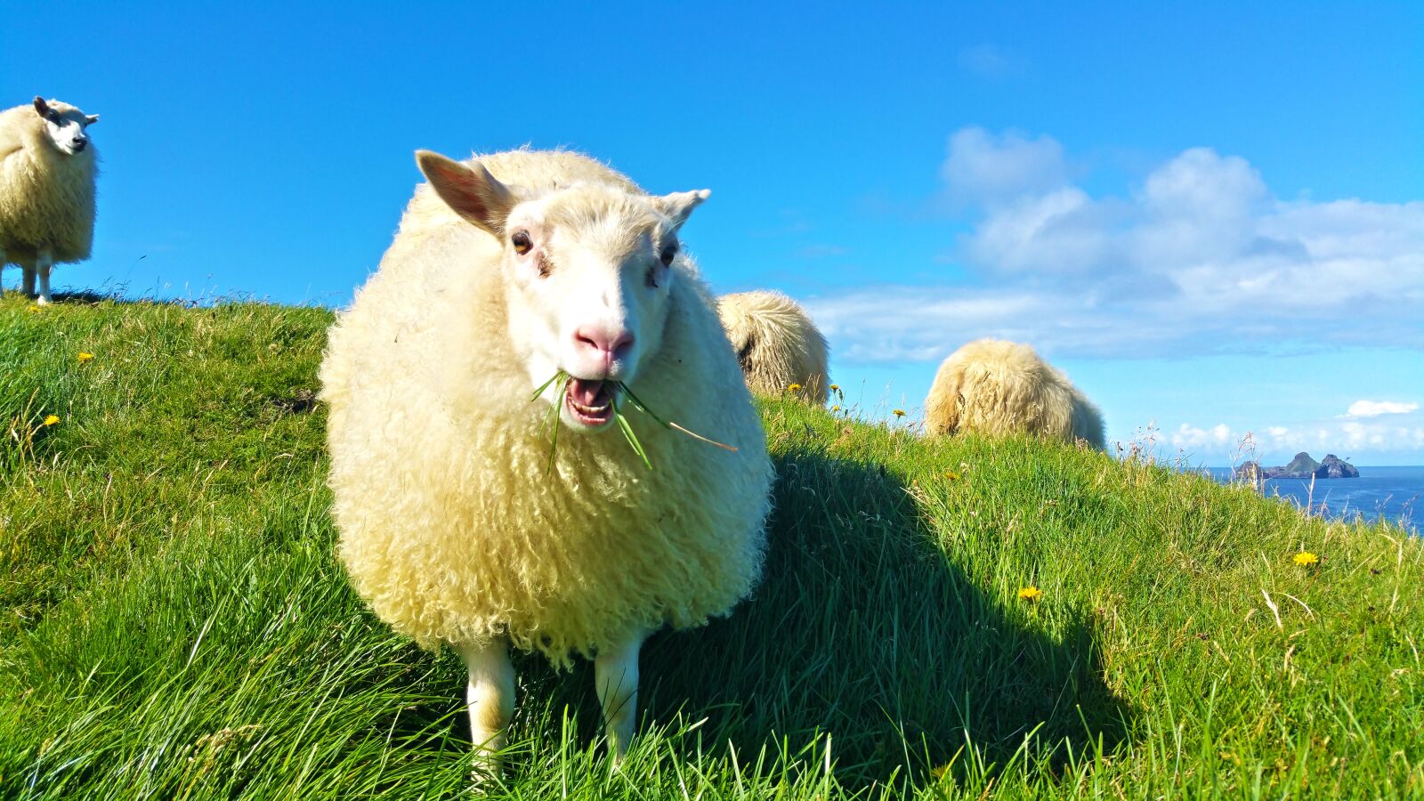Samsung Galaxy Note4 sample photo. Sheep, iceland, grass photography