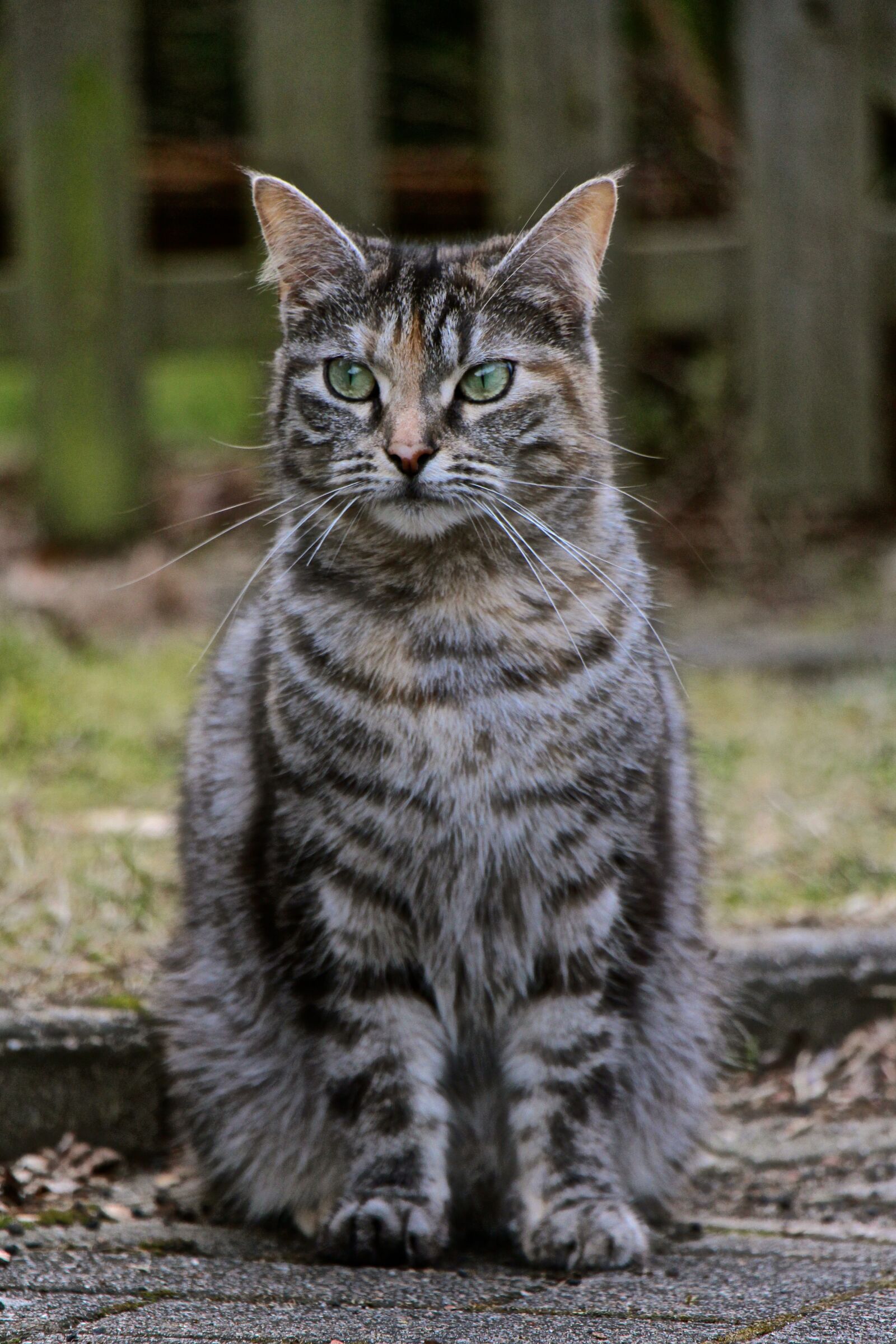 Canon EOS 700D (EOS Rebel T5i / EOS Kiss X7i) sample photo. Cat, fur, grey photography