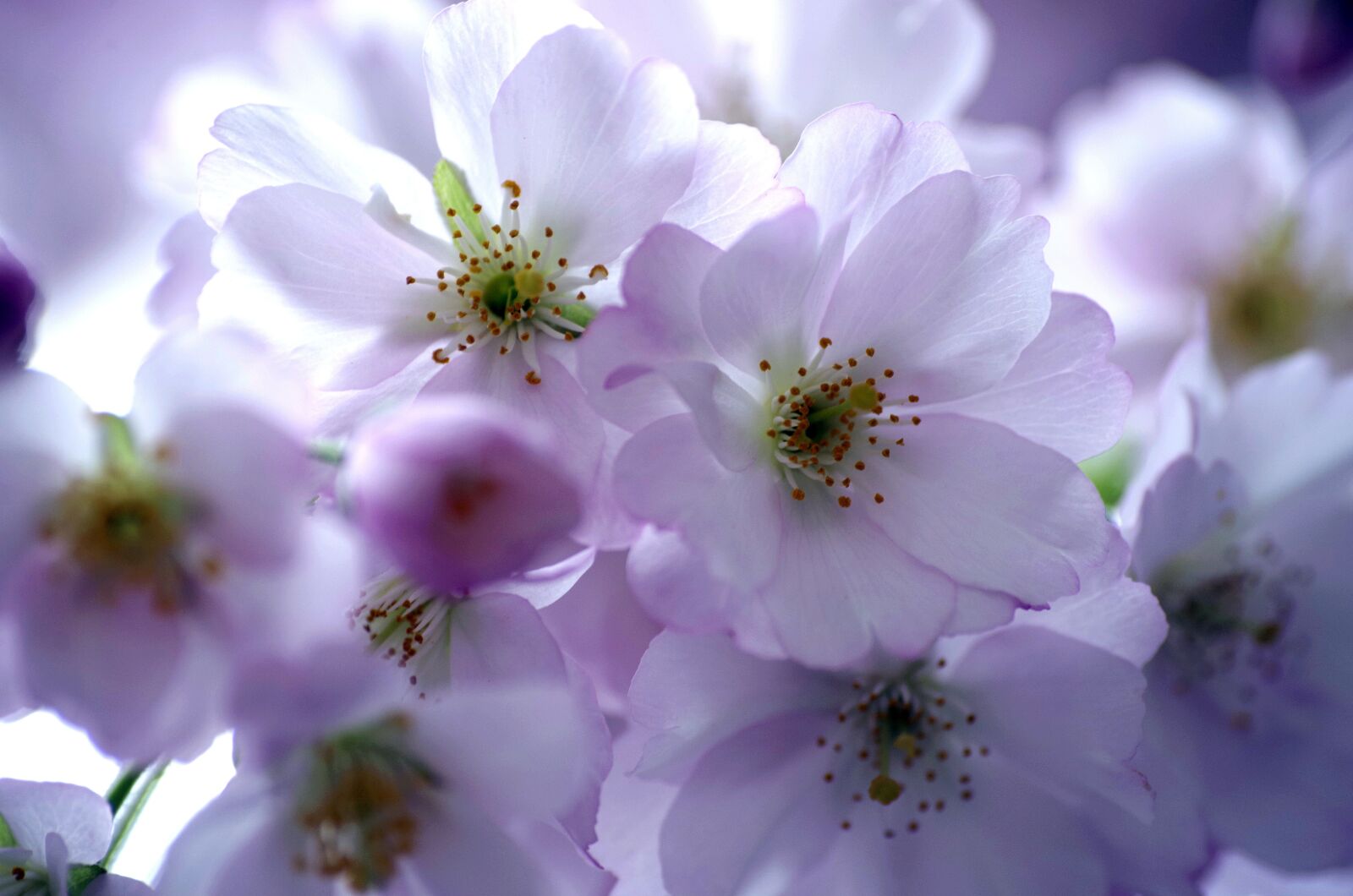 Pentax K-30 sample photo. Cherry blossoms, spring, ornamental photography