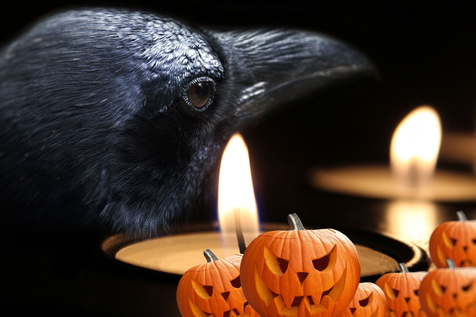 Canon EOS 550D (EOS Rebel T2i / EOS Kiss X4) sample photo. Halloween, celebration, pumpkin photography