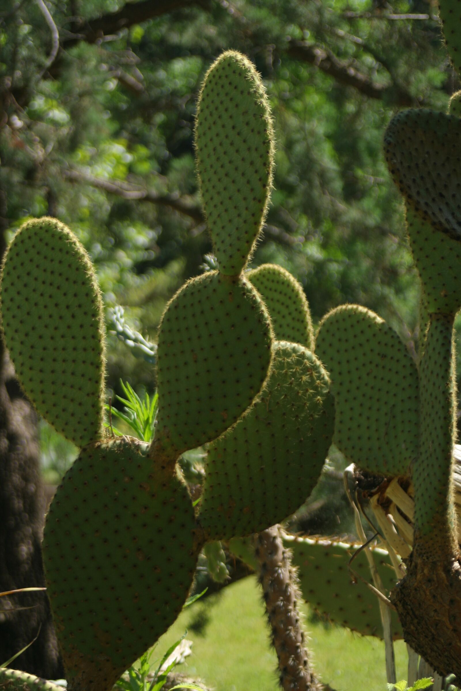 Canon EOS 350D (EOS Digital Rebel XT / EOS Kiss Digital N) sample photo. Cactus paddle, plants, gardens photography