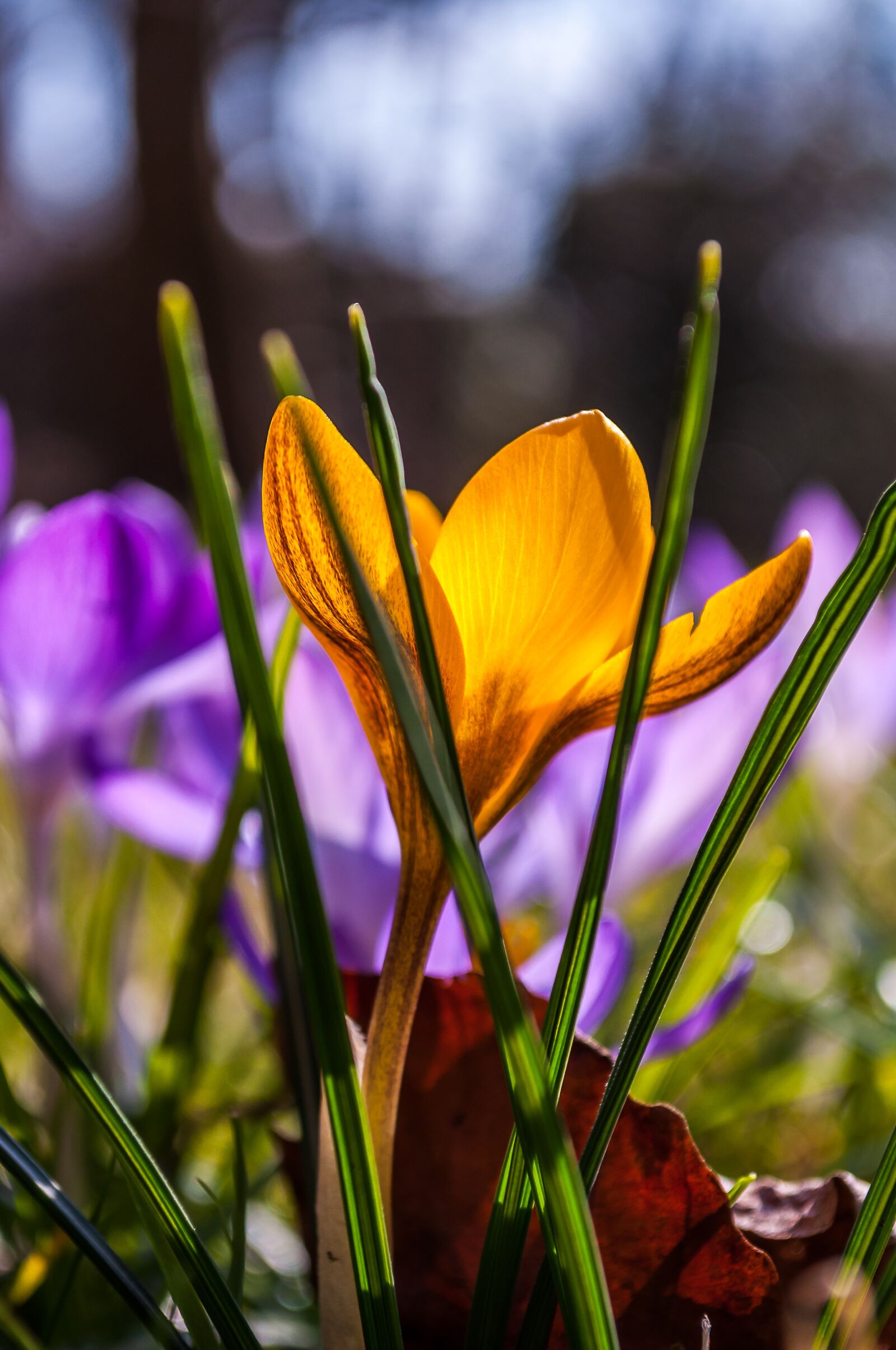 Nikon D90 sample photo. Crocus, purple, yellow photography