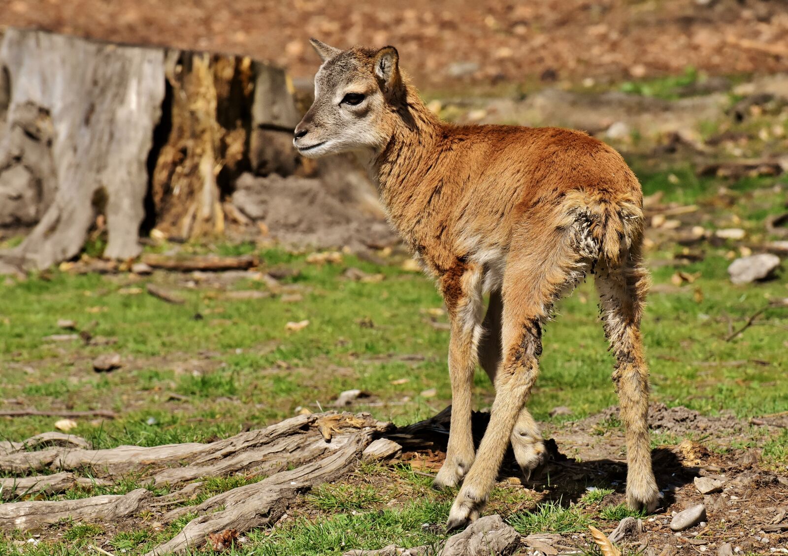 Nikon D7200 sample photo. Mouflon, young animal, aries photography