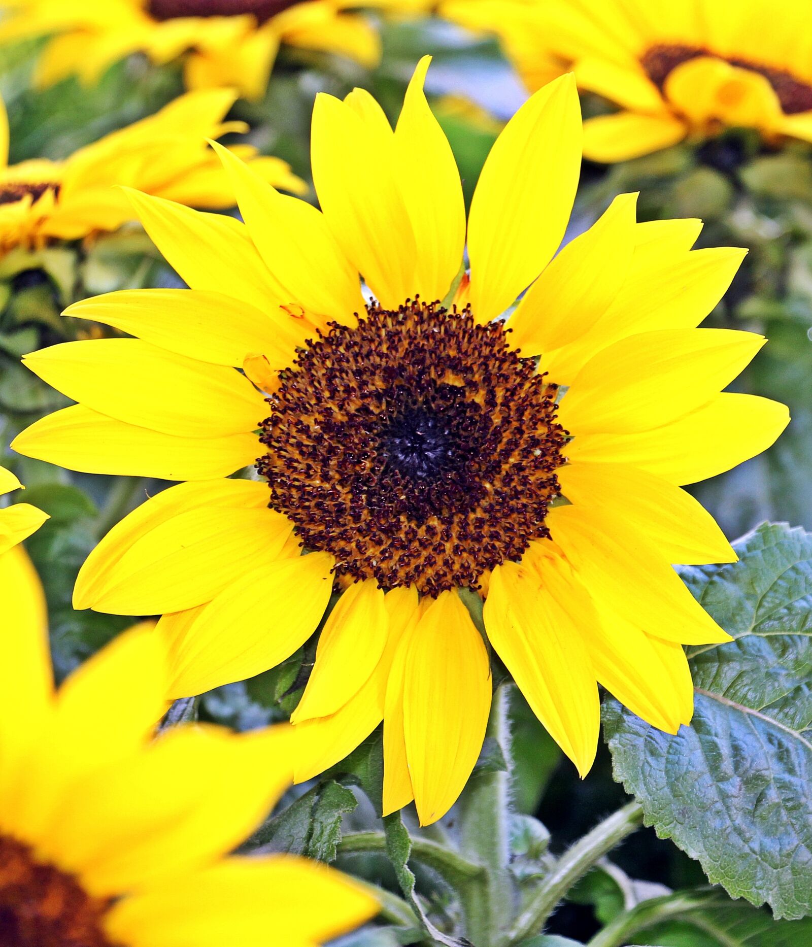 Canon EOS 550D (EOS Rebel T2i / EOS Kiss X4) sample photo. Sunflower, flowers, summer photography