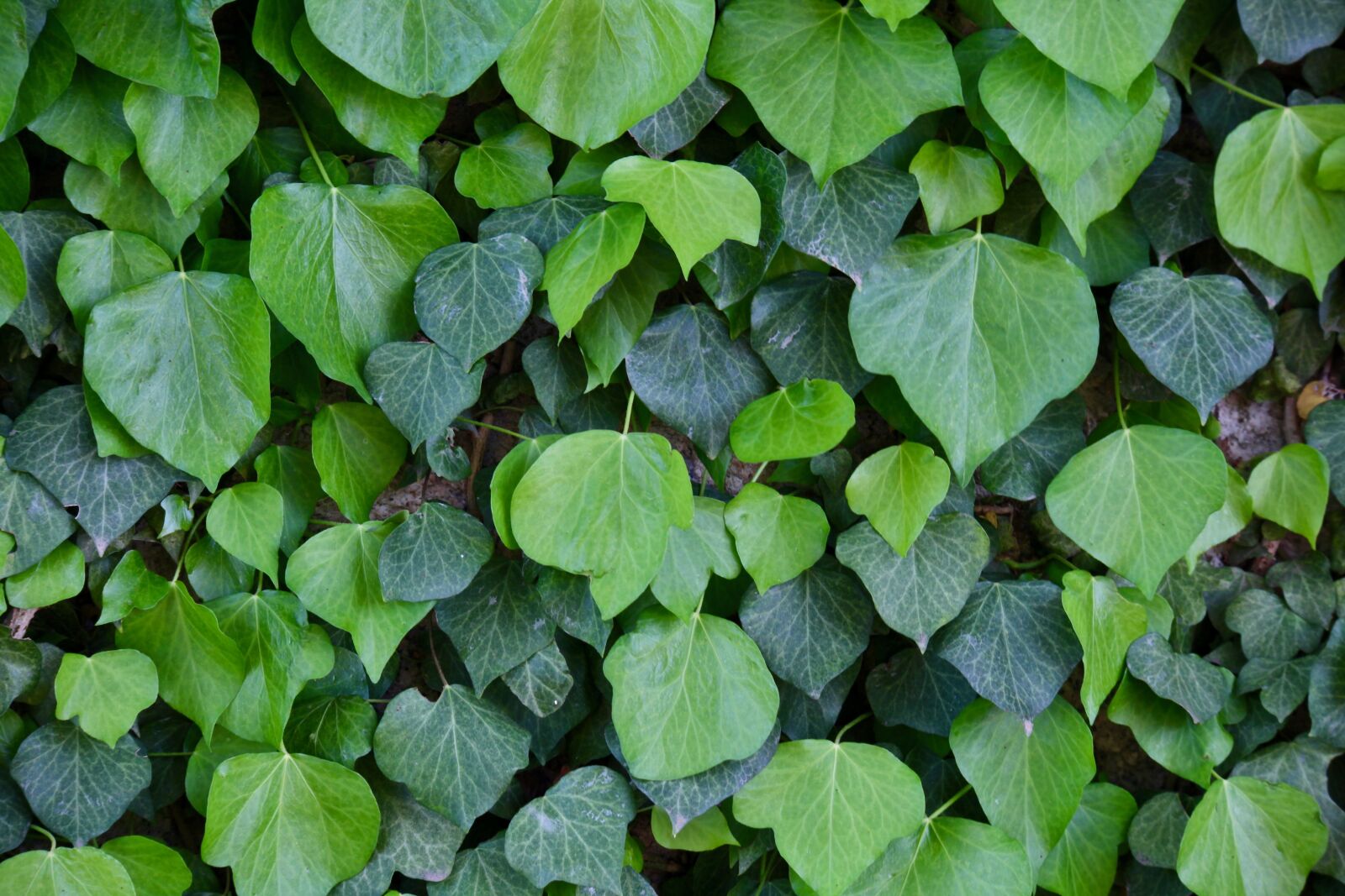 Canon EOS M sample photo. Park, green, leaf photography