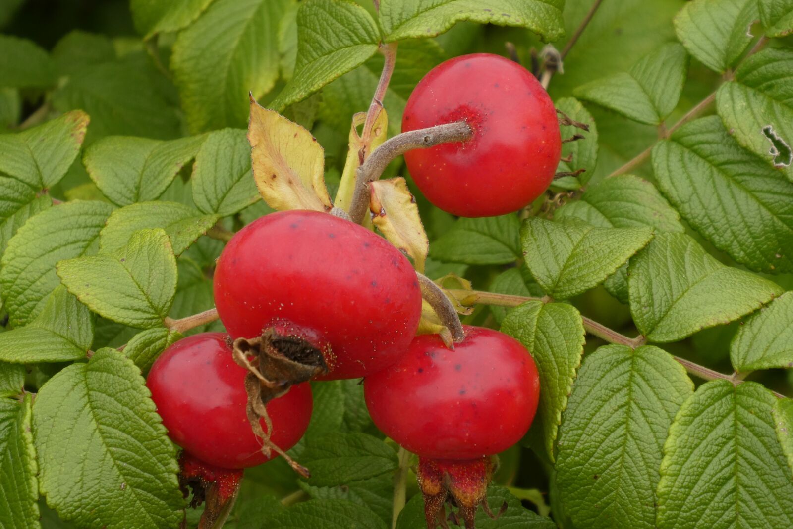 Panasonic Lumix DC-ZS70 (Lumix DC-TZ90) sample photo. Brier, fruit, rose photography