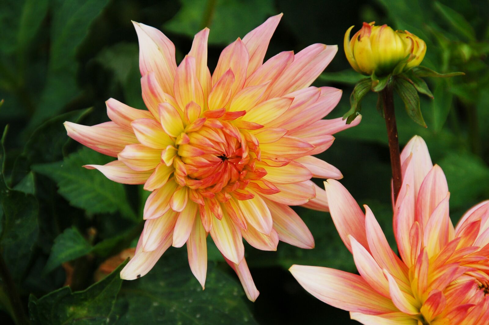 Nikon D50 sample photo. Aster, pink, colors photography