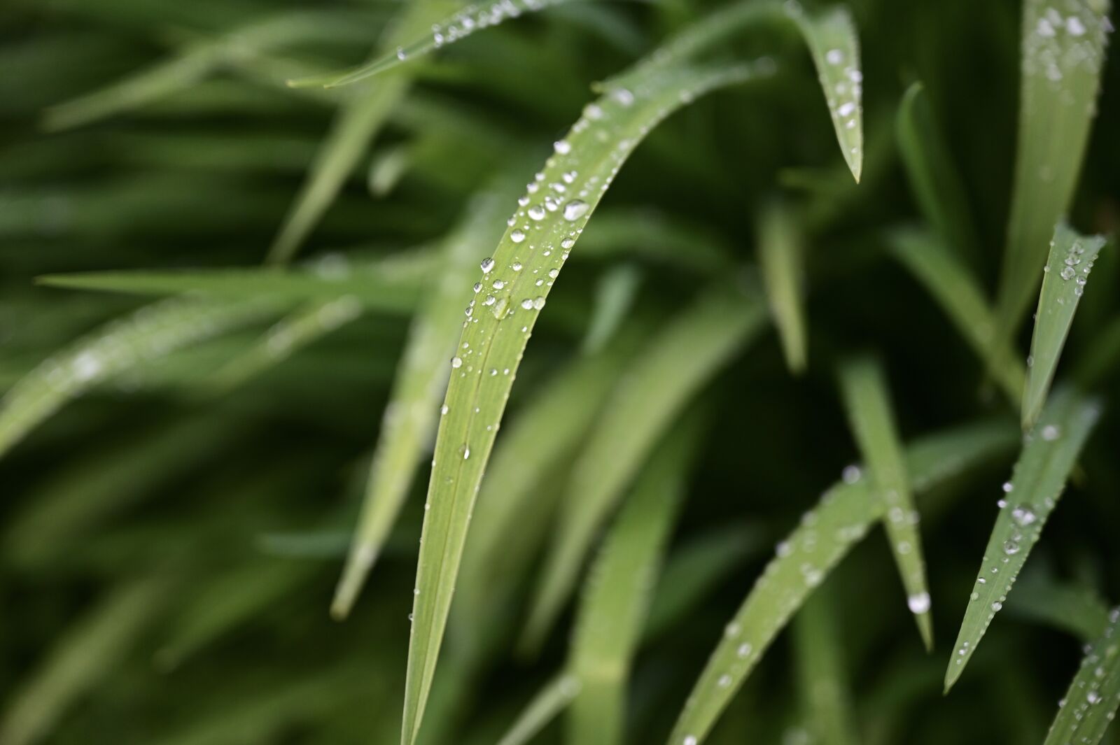Nikon Z6 sample photo. Grass, raindrop, drop of photography