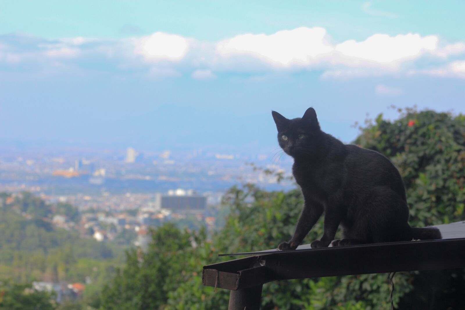 Canon EOS 60D sample photo. Cat, black, cute photography