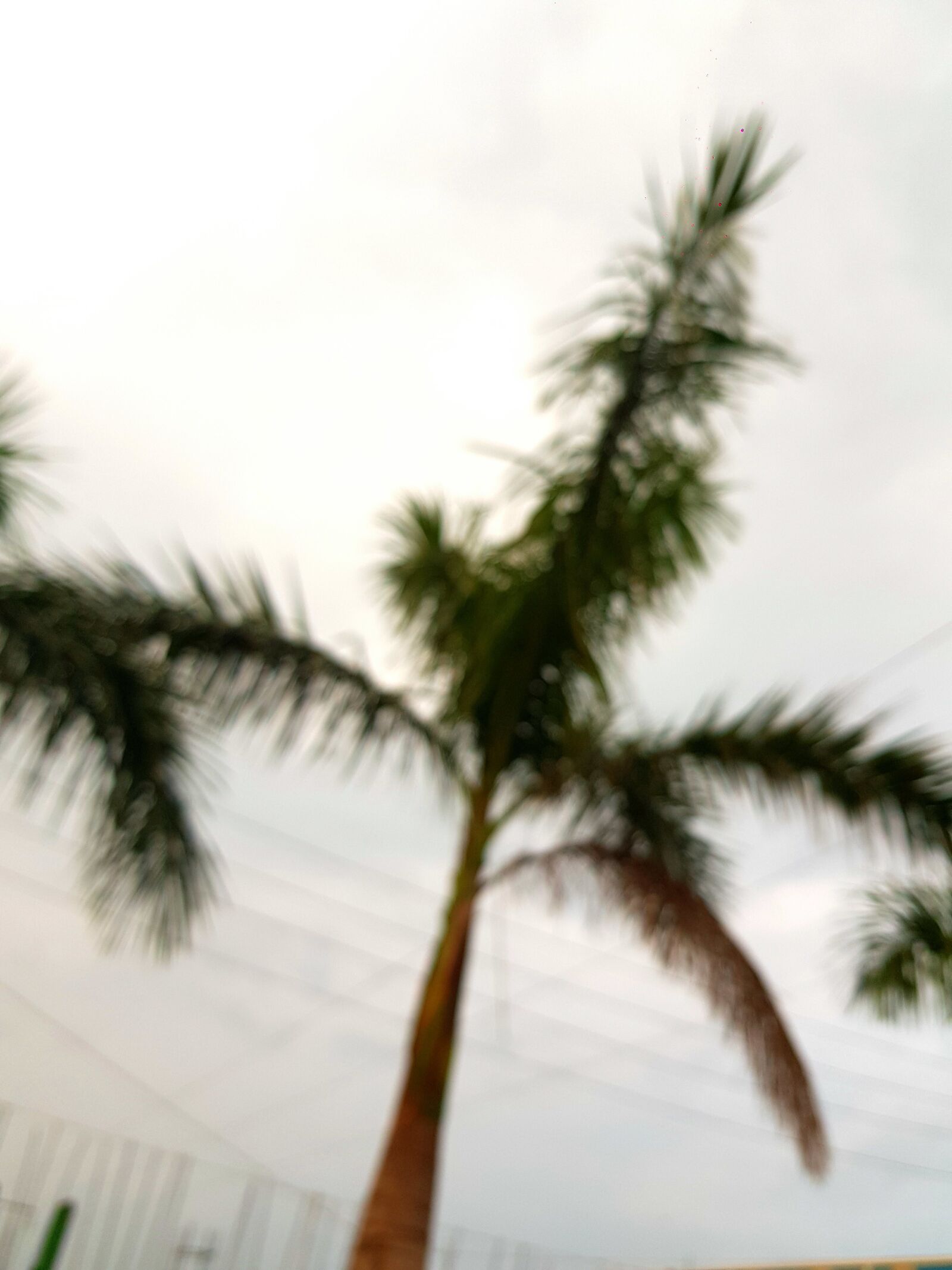 Samsung Galaxy S8+ sample photo. Palm, tree, island photography