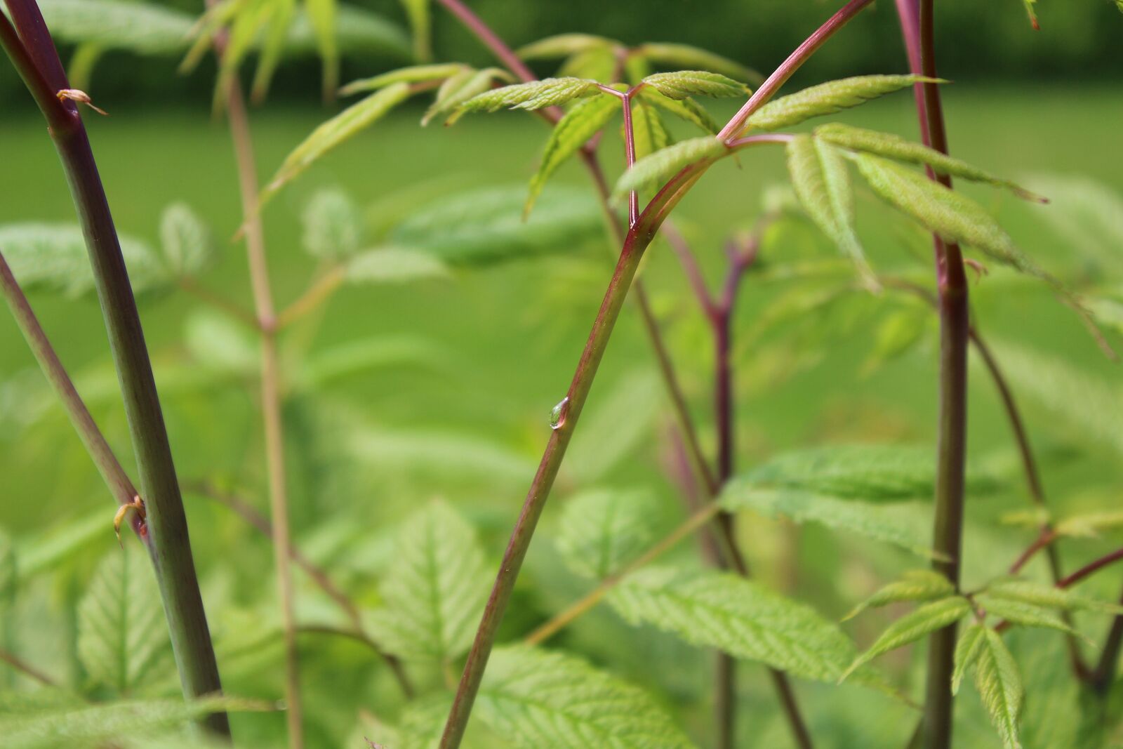 Canon EOS 600D (Rebel EOS T3i / EOS Kiss X5) sample photo. Plant, raindrop, nature photography