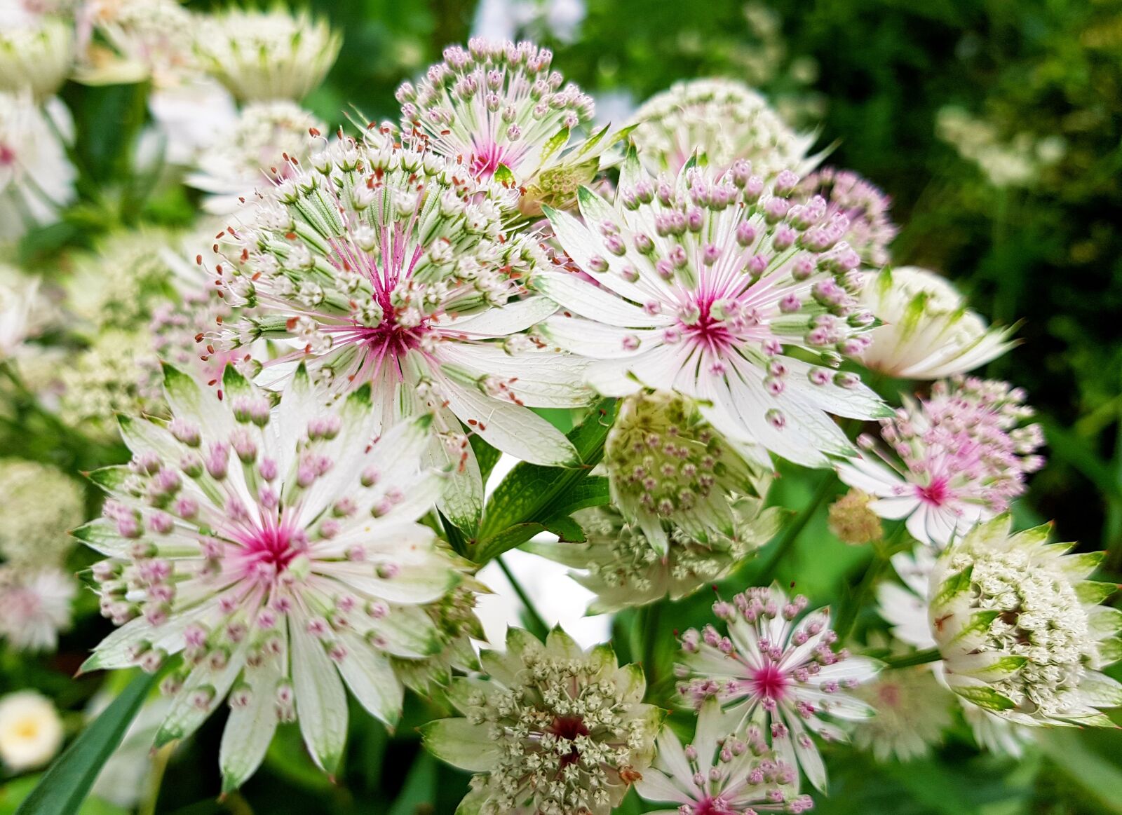 Samsung Galaxy S7 sample photo. Flowers sterndolde, astrantien, flowers photography