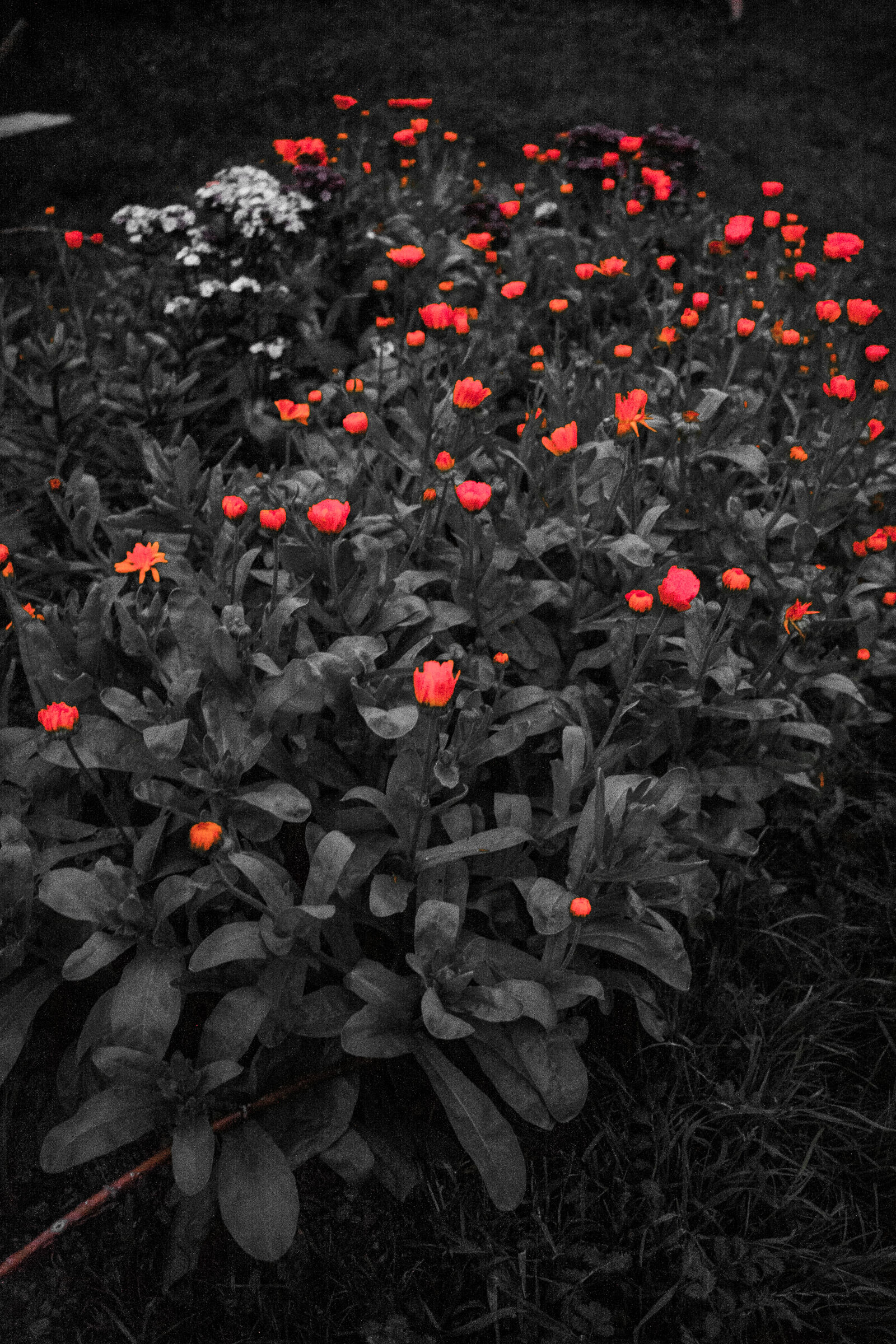 Canon EOS 40D sample photo