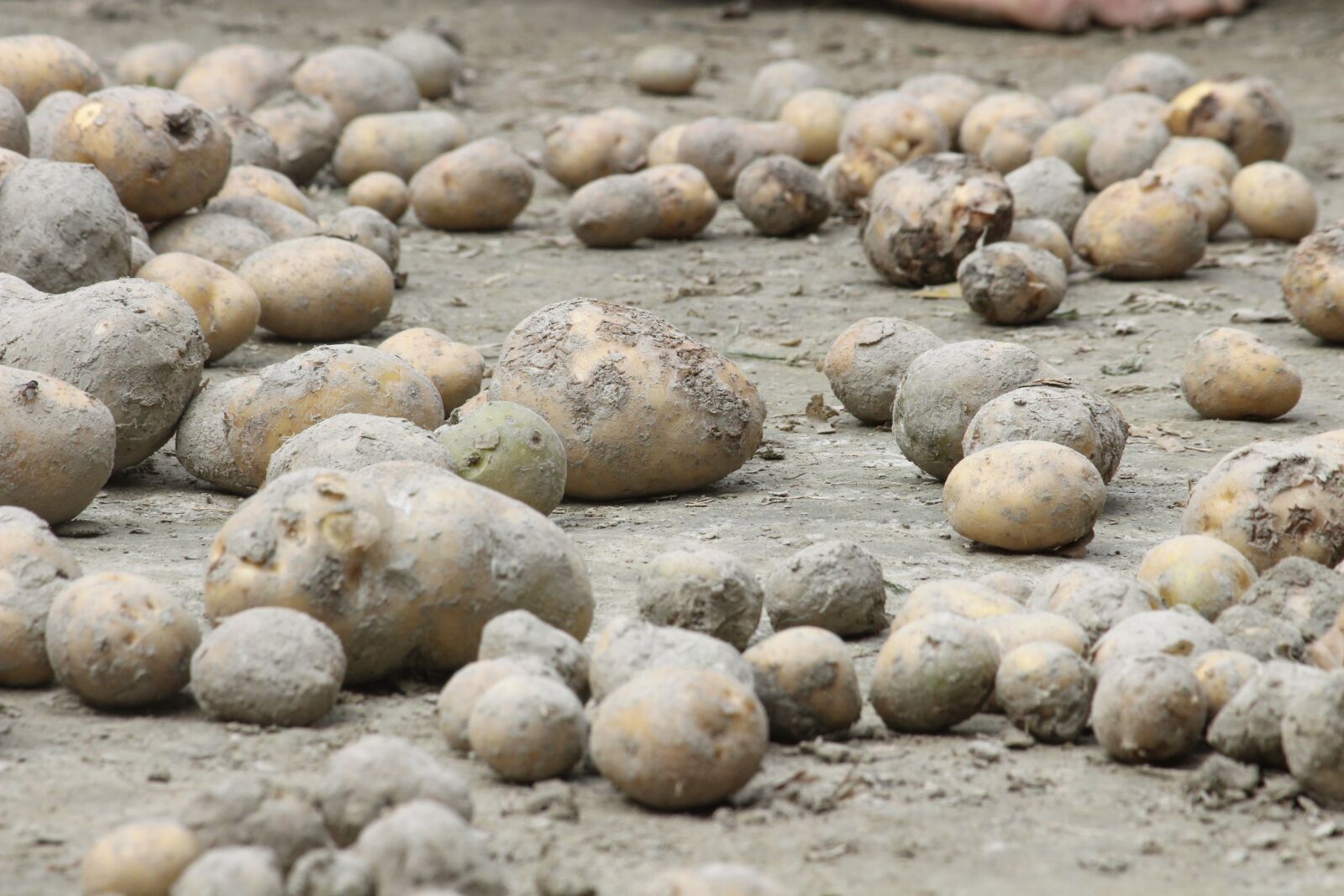 Canon EOS 700D (EOS Rebel T5i / EOS Kiss X7i) sample photo. Potatoes, farming, village photography