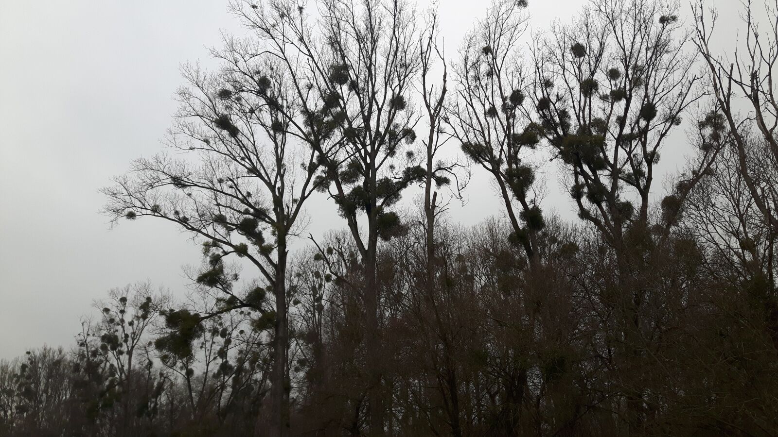 Samsung Galaxy S5 Neo sample photo. Mistletoe, trees, forest photography