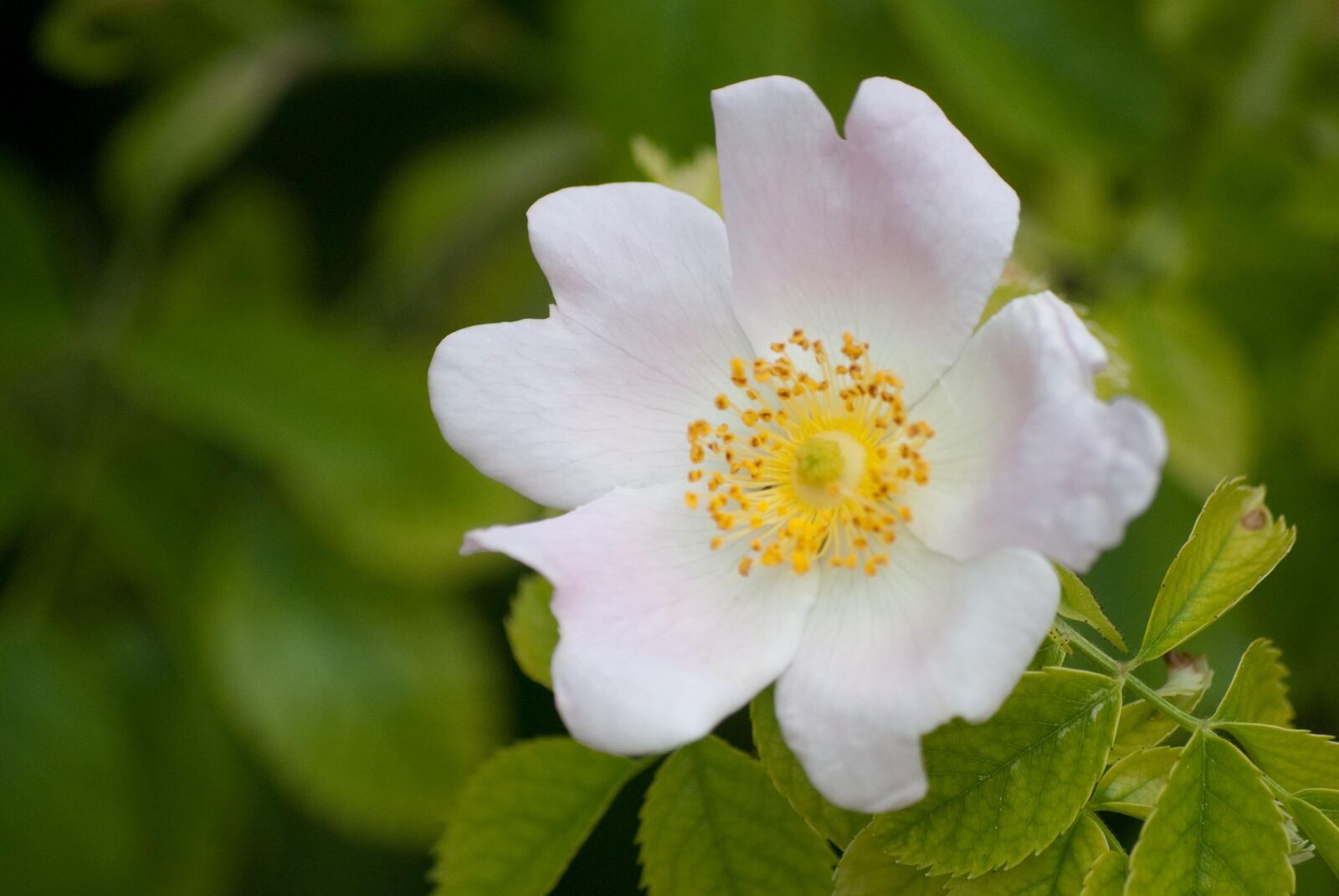 Nikon D60 sample photo. Flowers, nature, spring photography