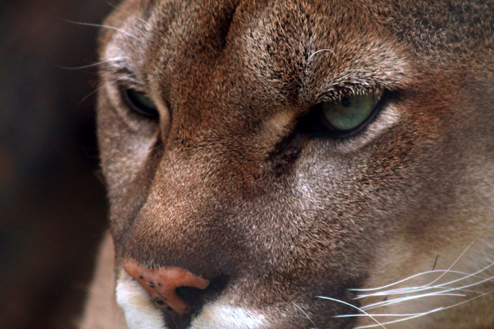 Canon EOS 1100D (EOS Rebel T3 / EOS Kiss X50) sample photo. Big, cat, cougar, mountain photography