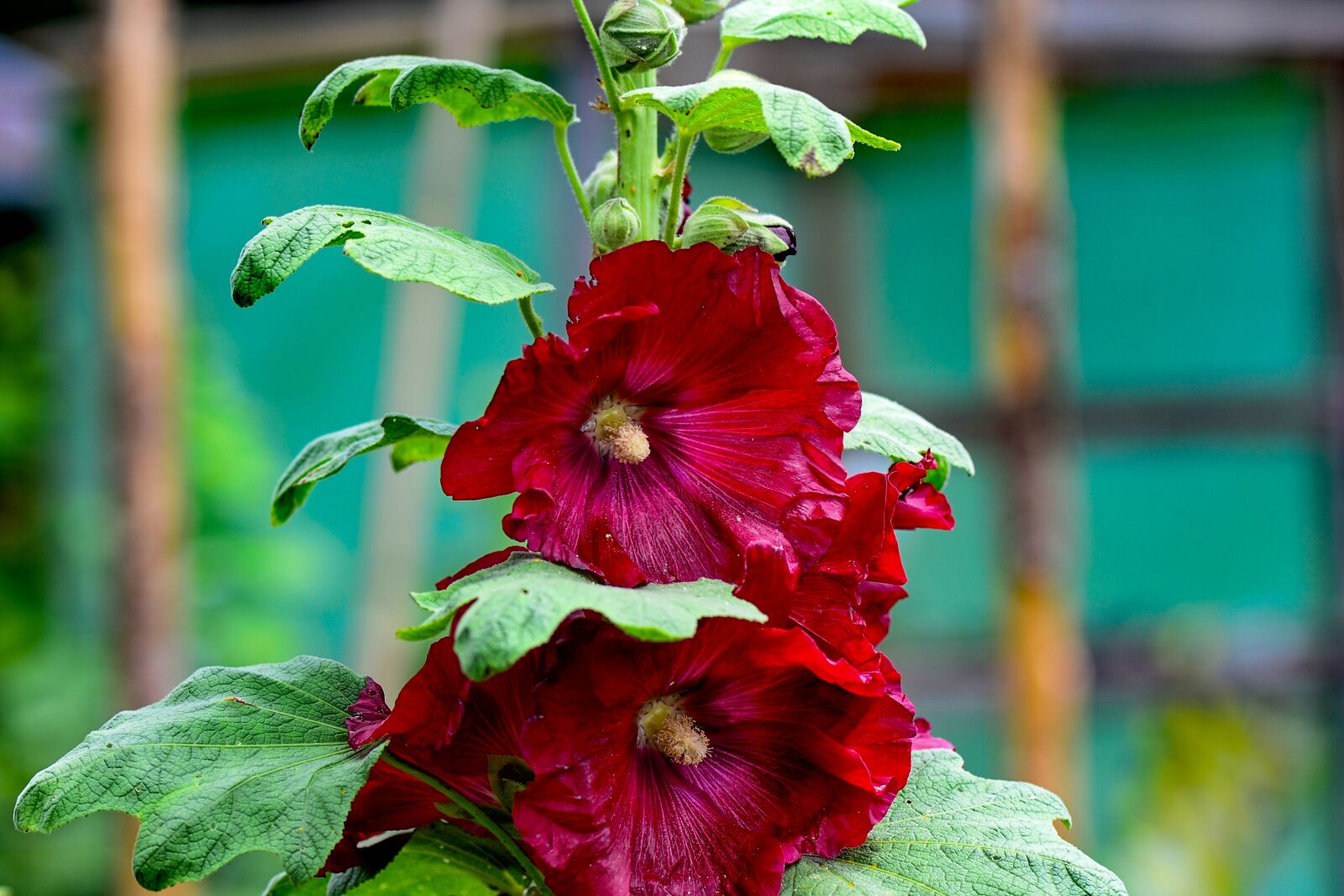 Nikon D3100 sample photo. Stock rose, red, mallow photography