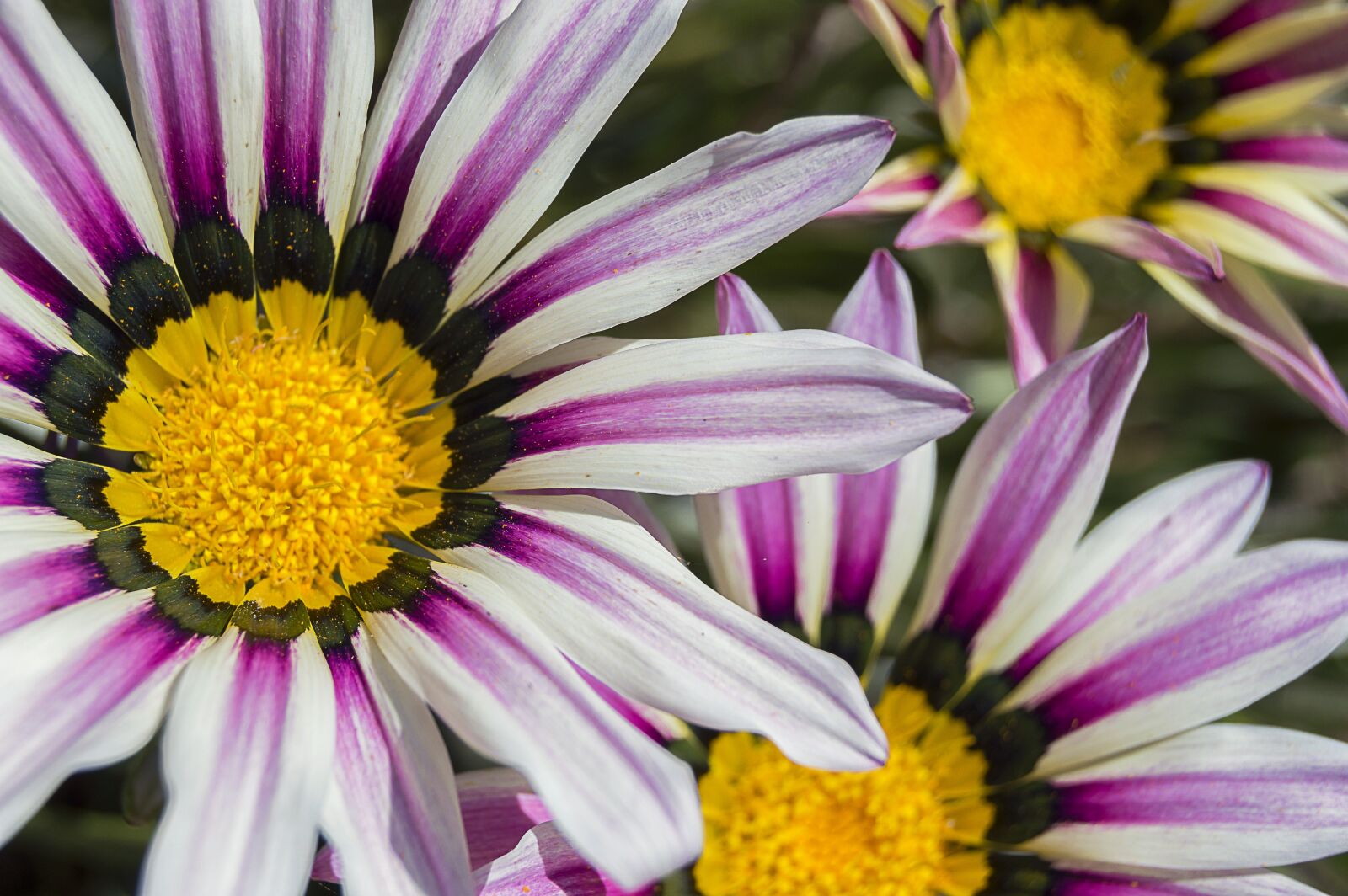 Nikon D3200 sample photo. Flower, white flowers, white photography