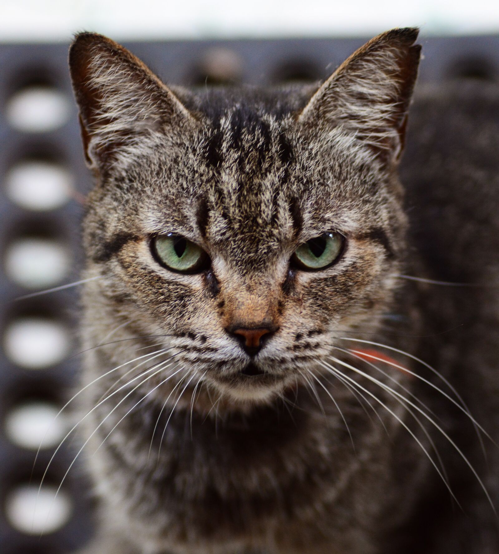 Nikon D5200 sample photo. Cat, kitty, pet photography