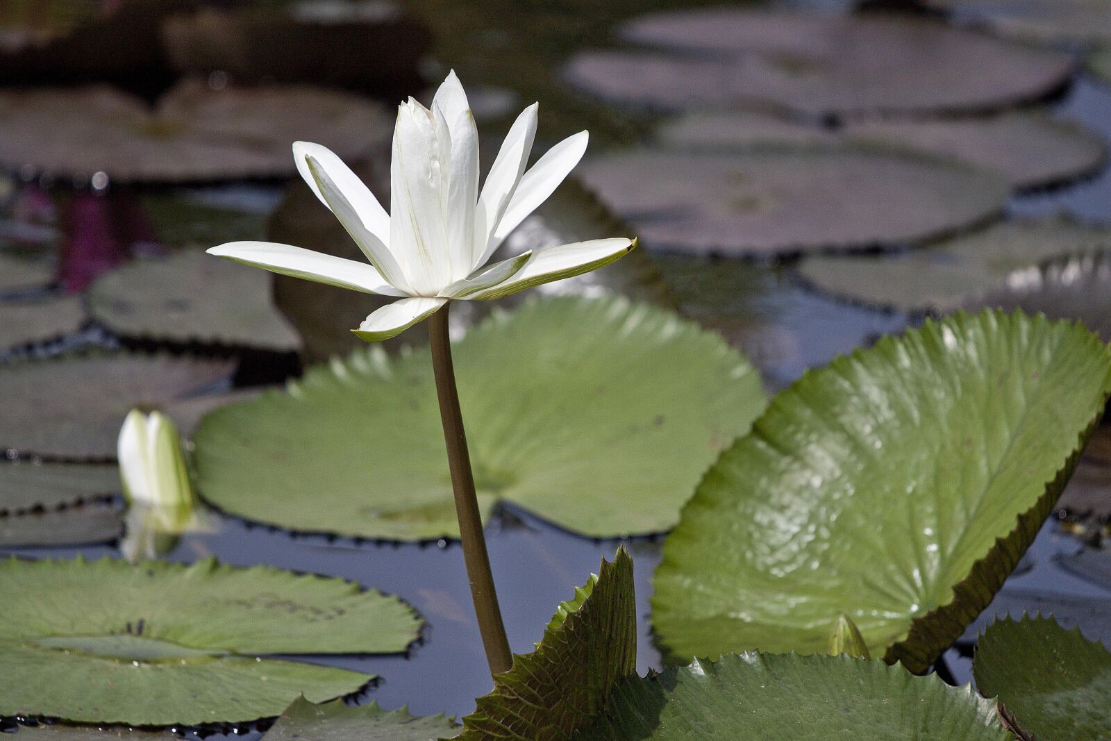 Canon EOS 500D (EOS Rebel T1i / EOS Kiss X3) sample photo. Flowering, nymphaea alba, aquatic photography