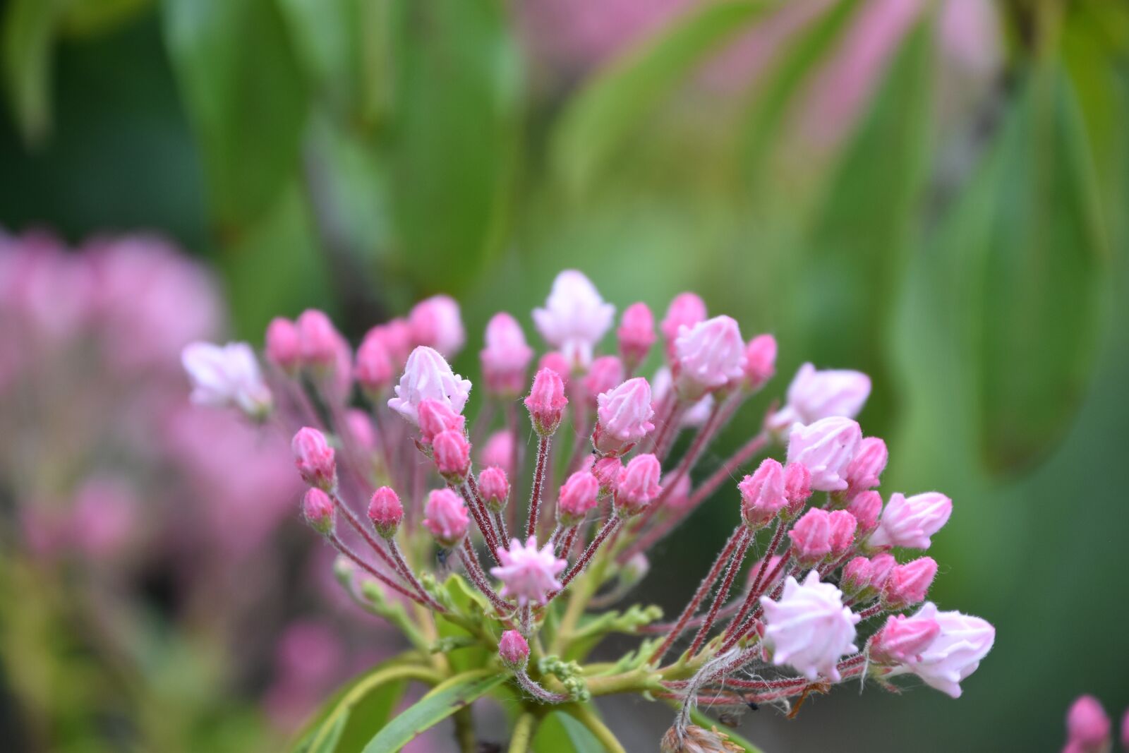 Nikon D5600 sample photo. Flower, pink, kalmia latifolia photography
