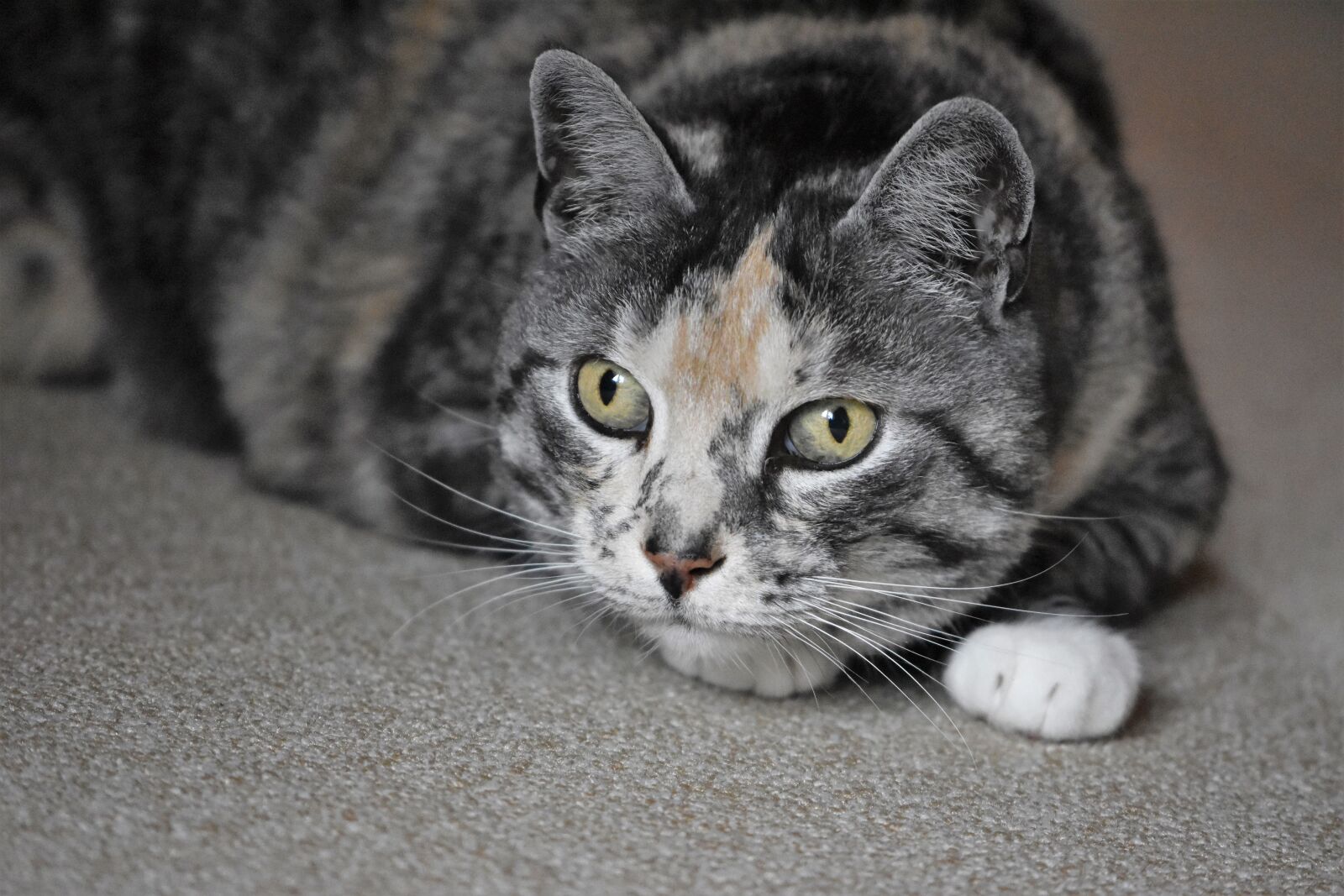 Nikon D5600 sample photo. Cat, colorful, animal photography