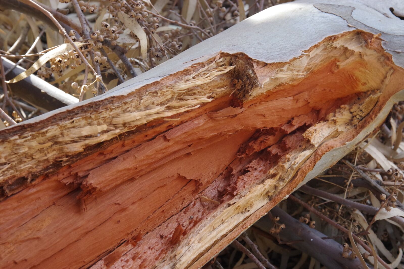 Pentax K-70 sample photo. Eucalyptus, wood, detail photography