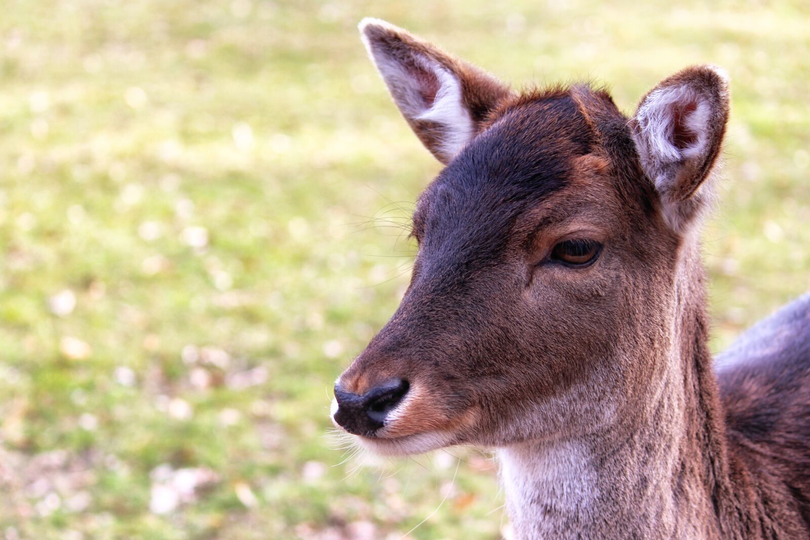 Canon EOS 600D (Rebel EOS T3i / EOS Kiss X5) sample photo. Roe deer, fallow deer photography