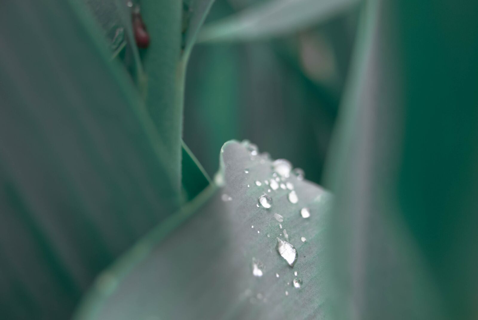 Sony Alpha DSLR-A230 sample photo. Rain, green, leaves photography