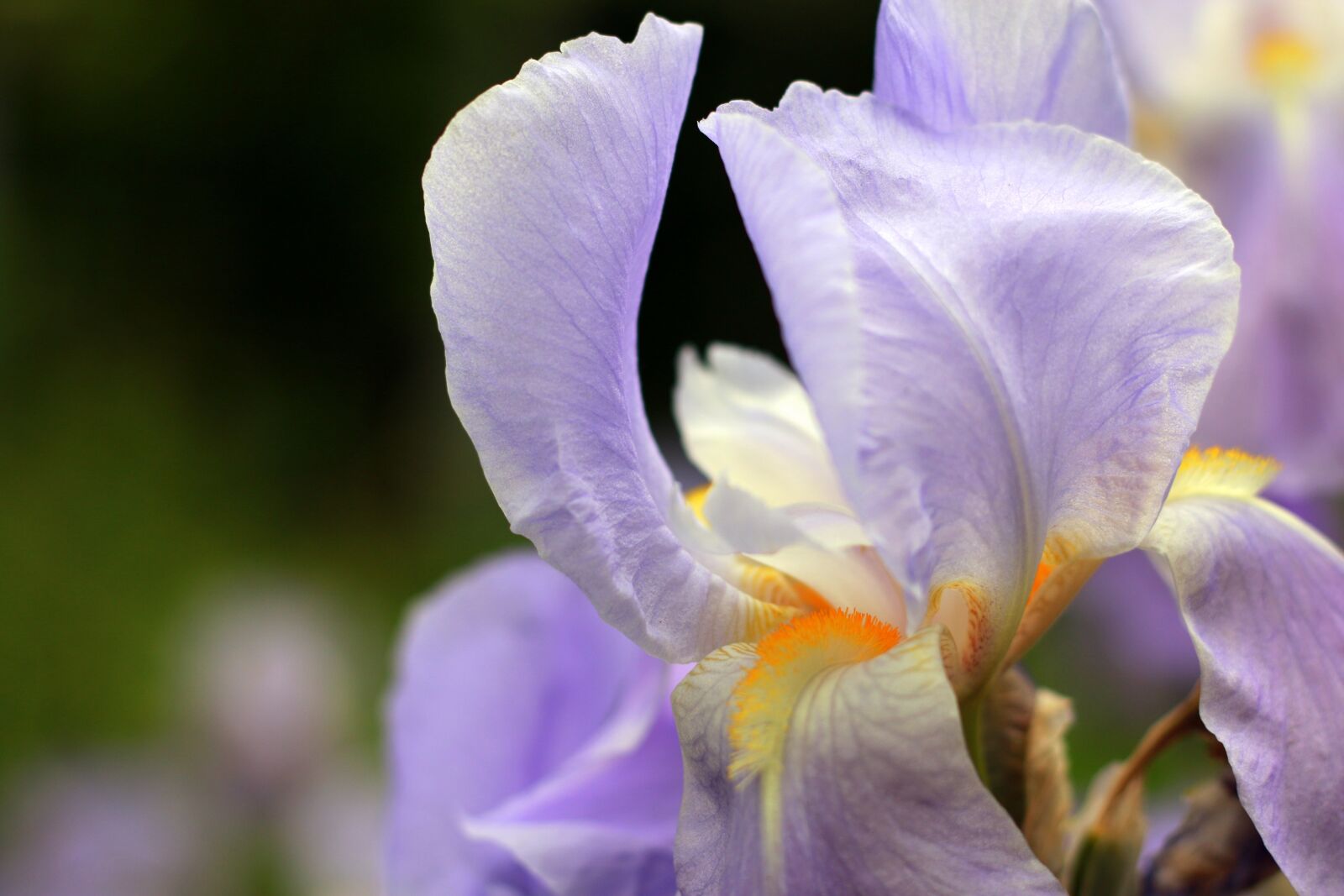 Canon EOS 70D + Canon EF 50mm F1.8 STM sample photo. Iris, violet, purple photography
