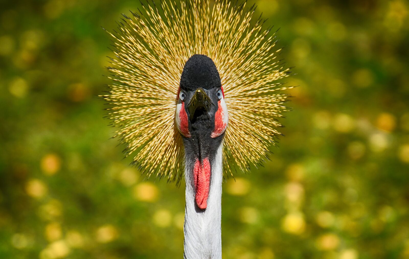 Nikon D7200 sample photo. Grey crowned crane, baleurica photography