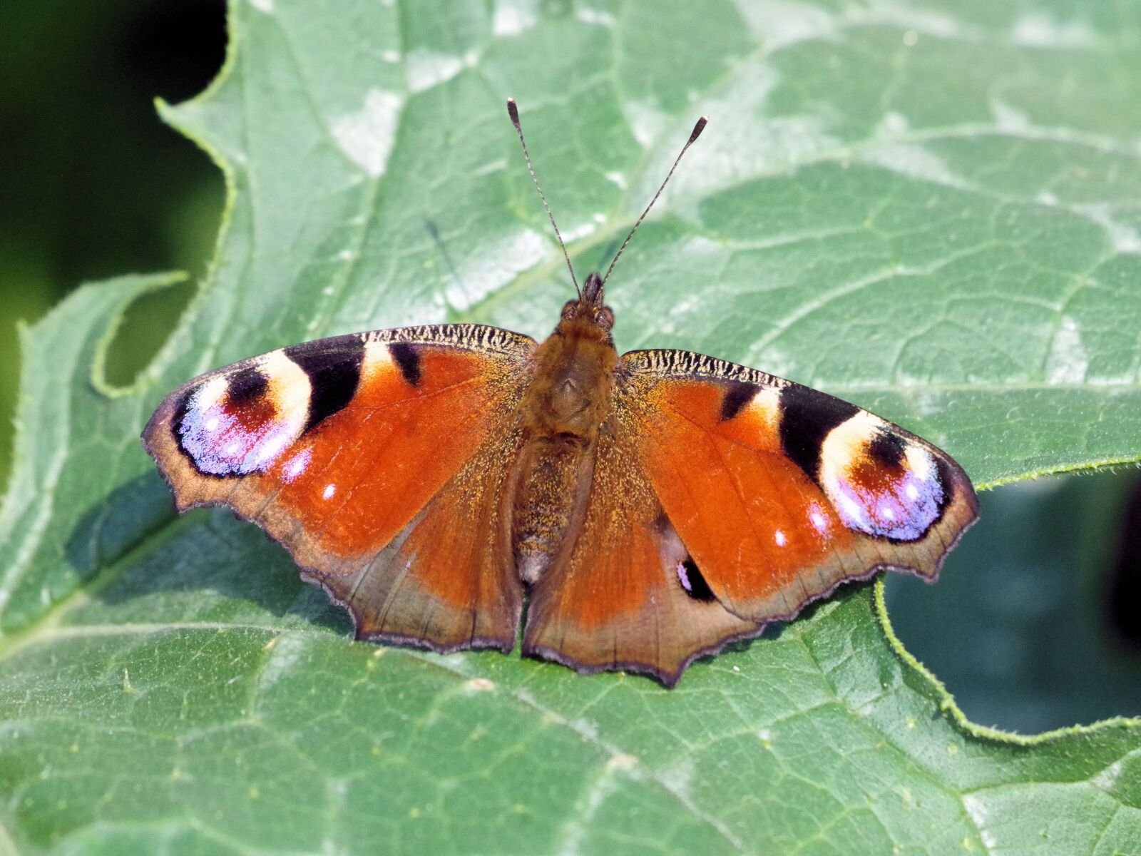 Pentax K-70 sample photo. Peacock butterfly, butterfly, insect photography