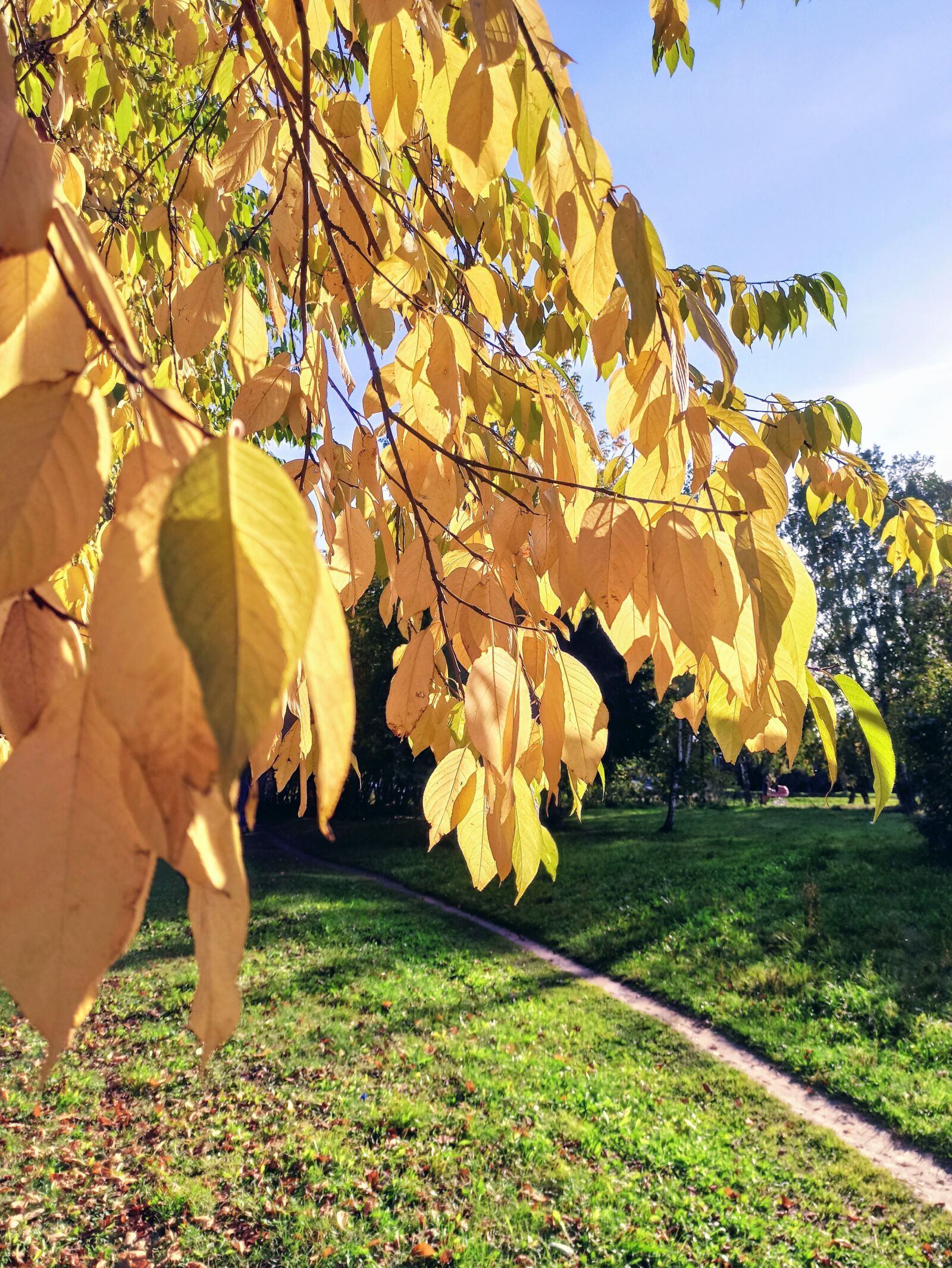 Xiaomi Redmi Note 8 Pro sample photo. Gold, autumn, nature photography