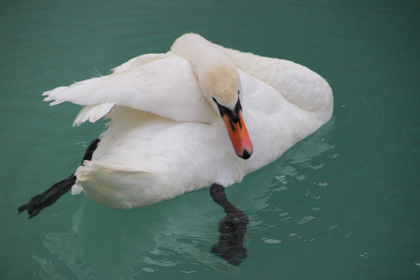 Canon EOS 600D (Rebel EOS T3i / EOS Kiss X5) sample photo. Swan, pride, nature photography