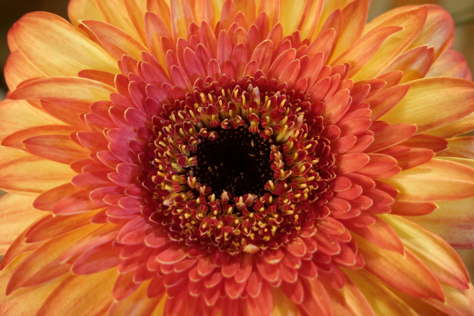 Panasonic Lumix DC-G9 sample photo. Flower, gerbera, blossom photography