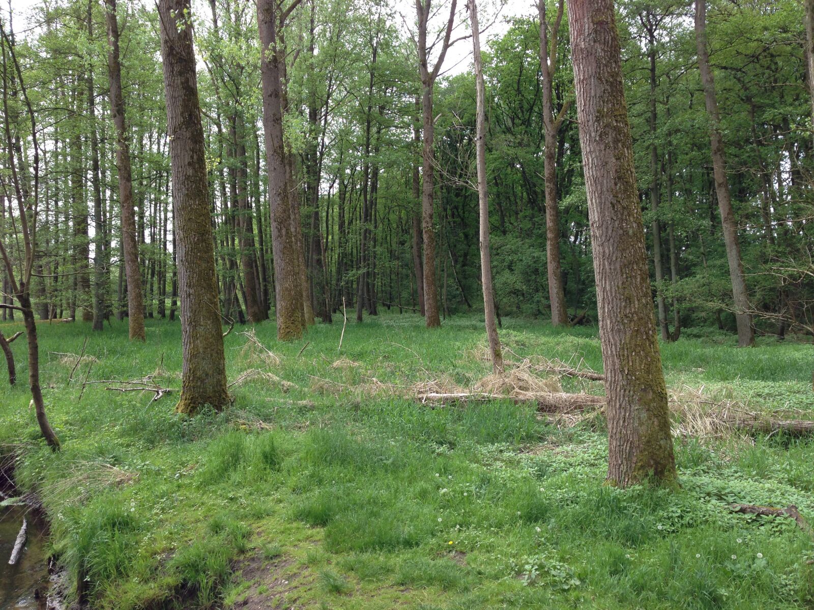 iPhone 5 back camera 4.12mm f/2.4 sample photo. Forest, trees, nature photography