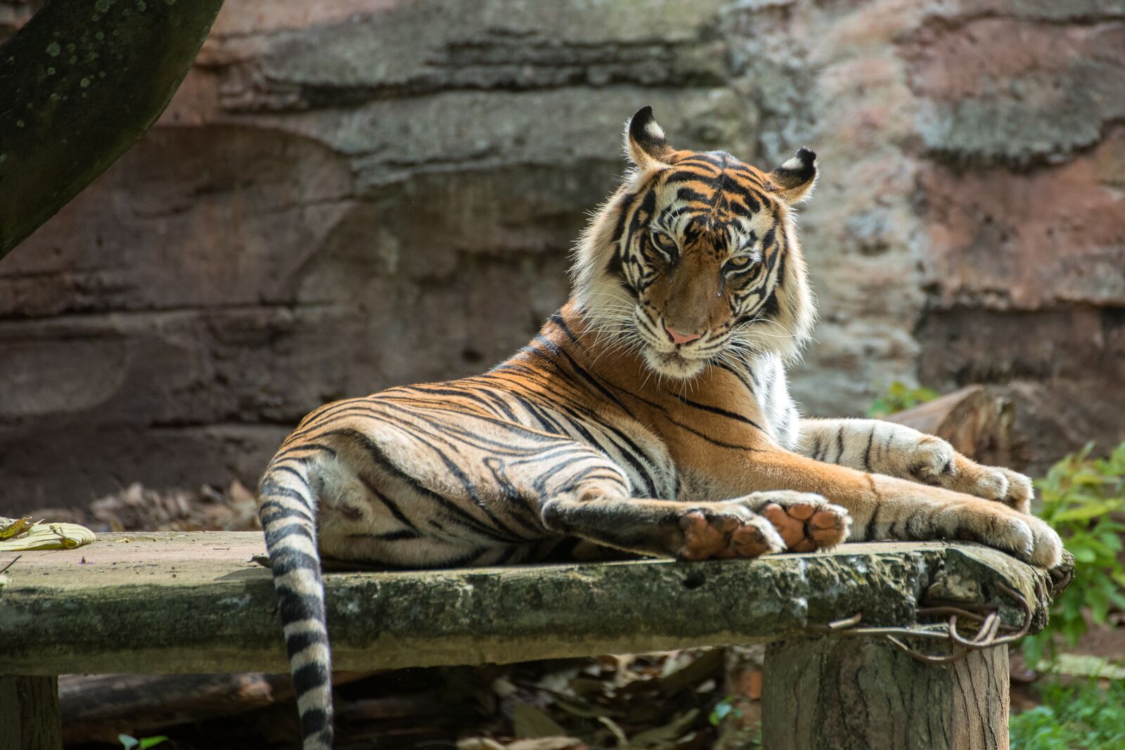 Nikon D750 sample photo. Tiger, animal, wildlife photography