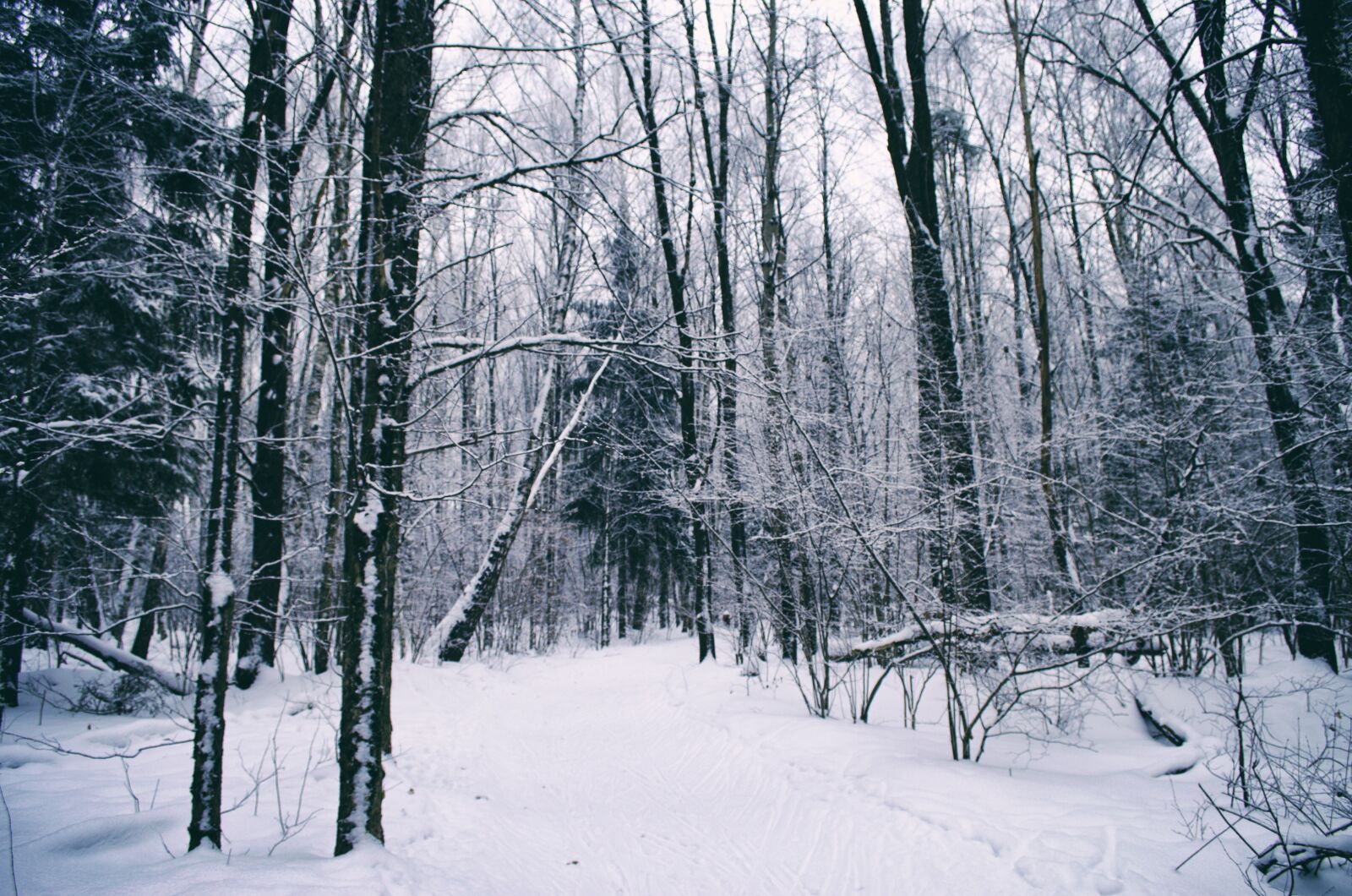 Nikon D5100 sample photo. Snow, winter, wood photography