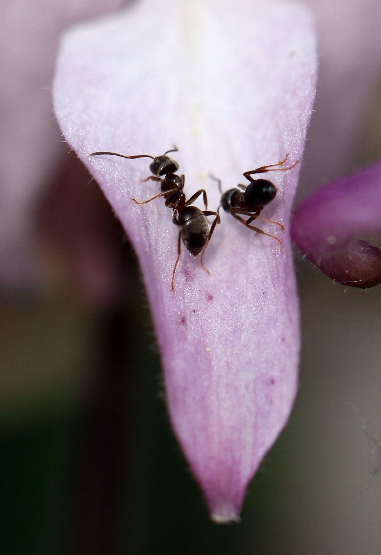 Canon EOS 7D Mark II sample photo. Ant, macro, closeup photography