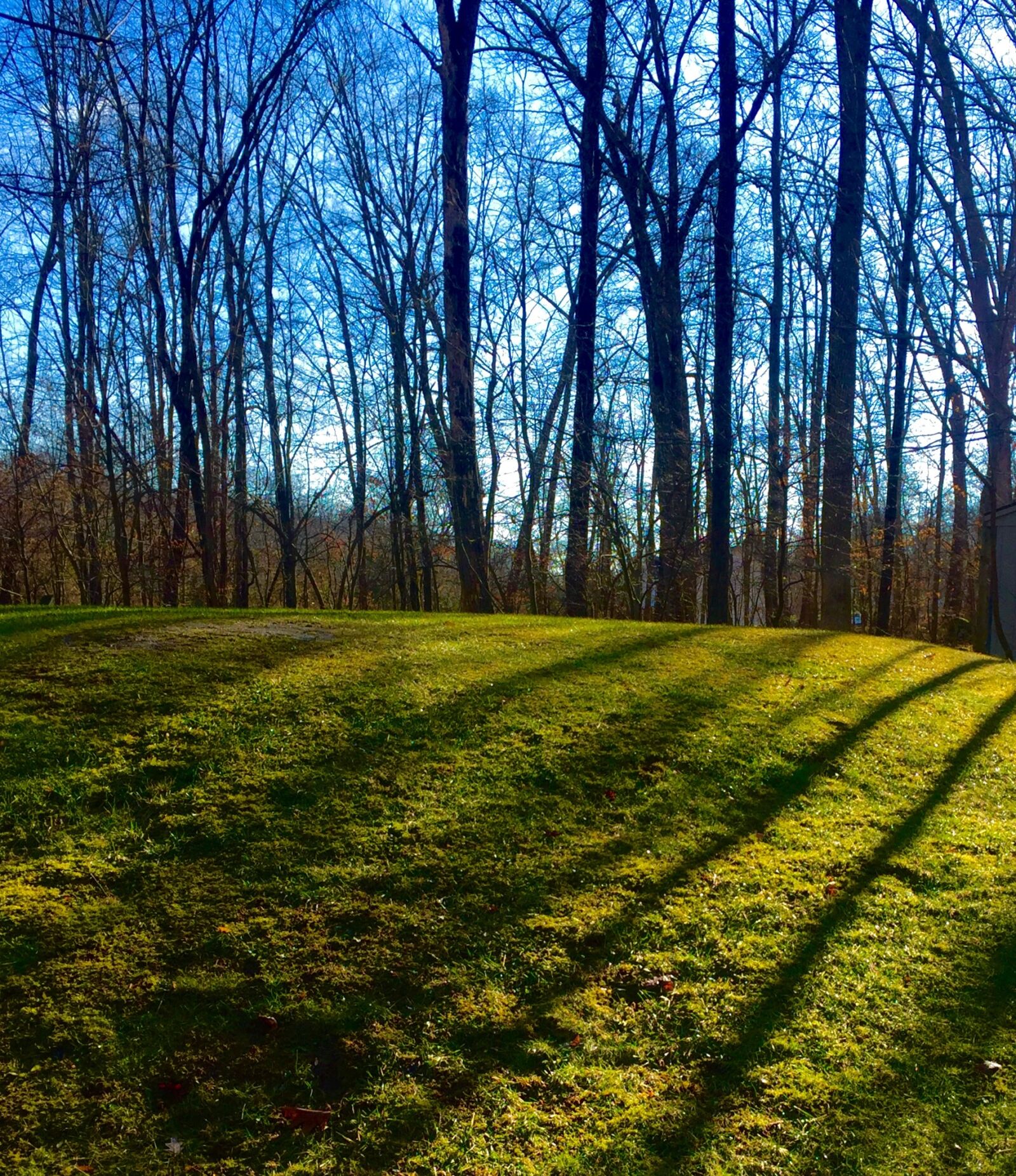 iPhone 6 Plus back camera 4.15mm f/2.2 sample photo. Shadows, trees, season photography