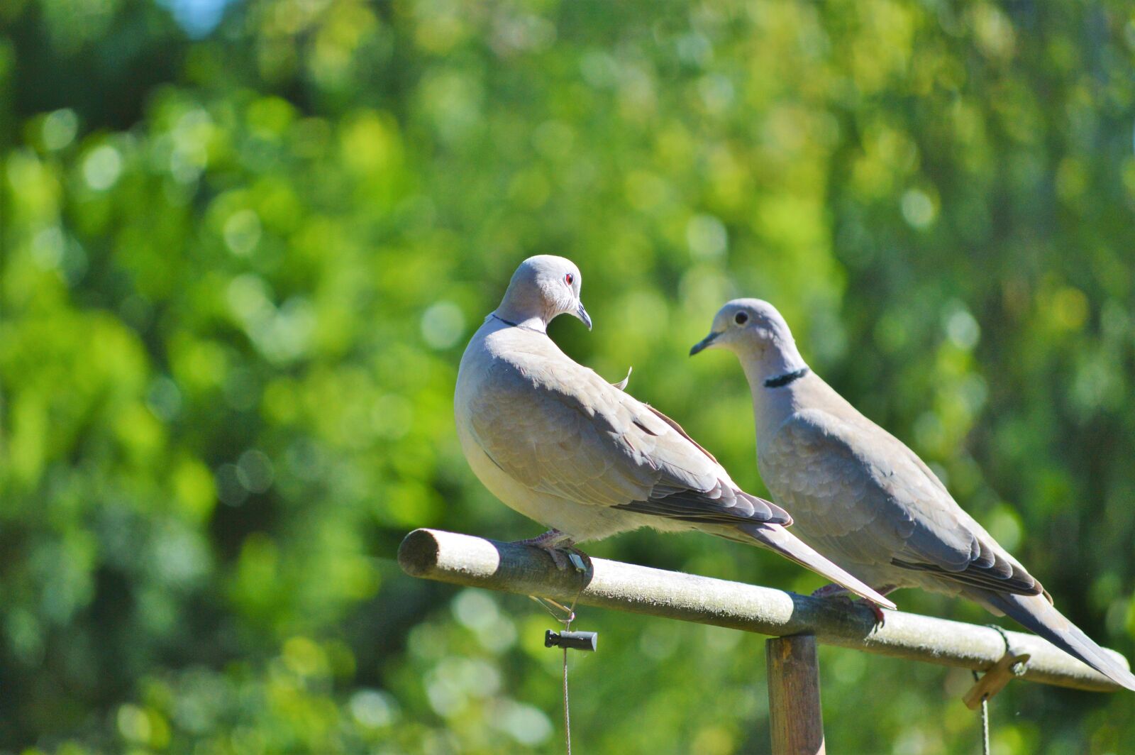 Nikon D3200 sample photo. Pigeons, birds, animal photography