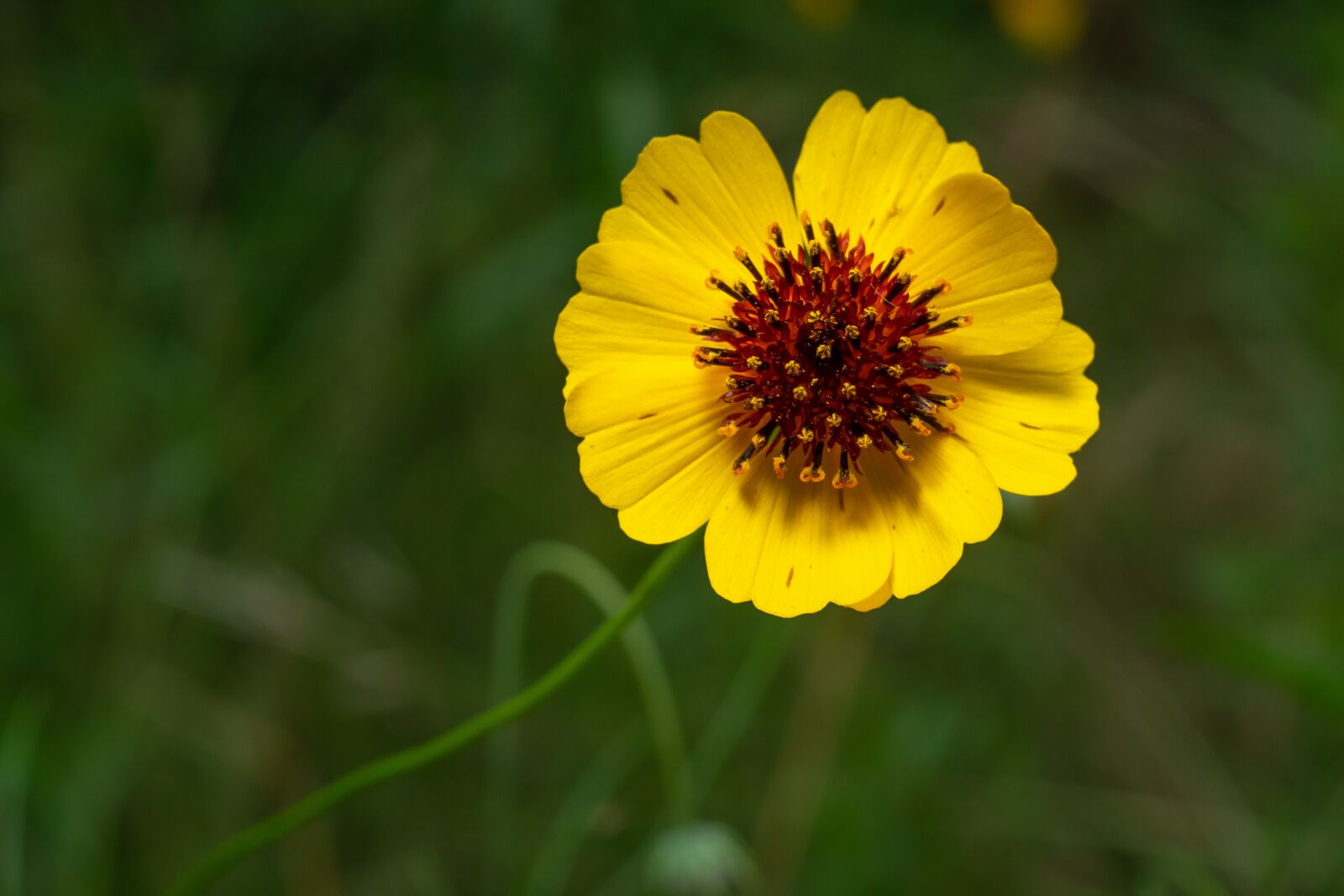 Sony a7 II + Sony FE 50mm F1.8 sample photo. Green, flower, nature photography
