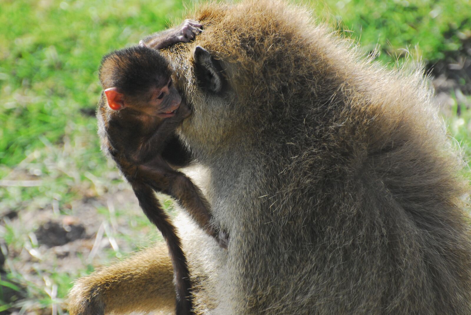 Nikon D200 sample photo. Baboon, baby, motherhood photography
