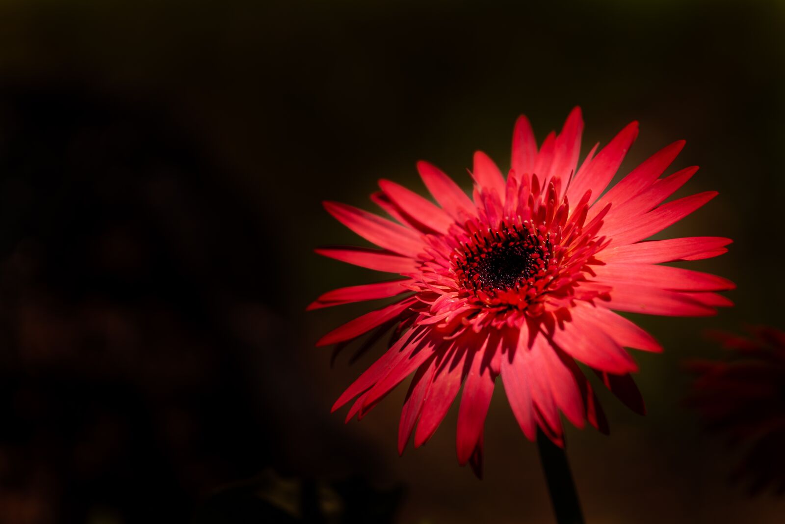 Sony a6000 + E 60mm F2.8 sample photo. Red, daisy, flower photography