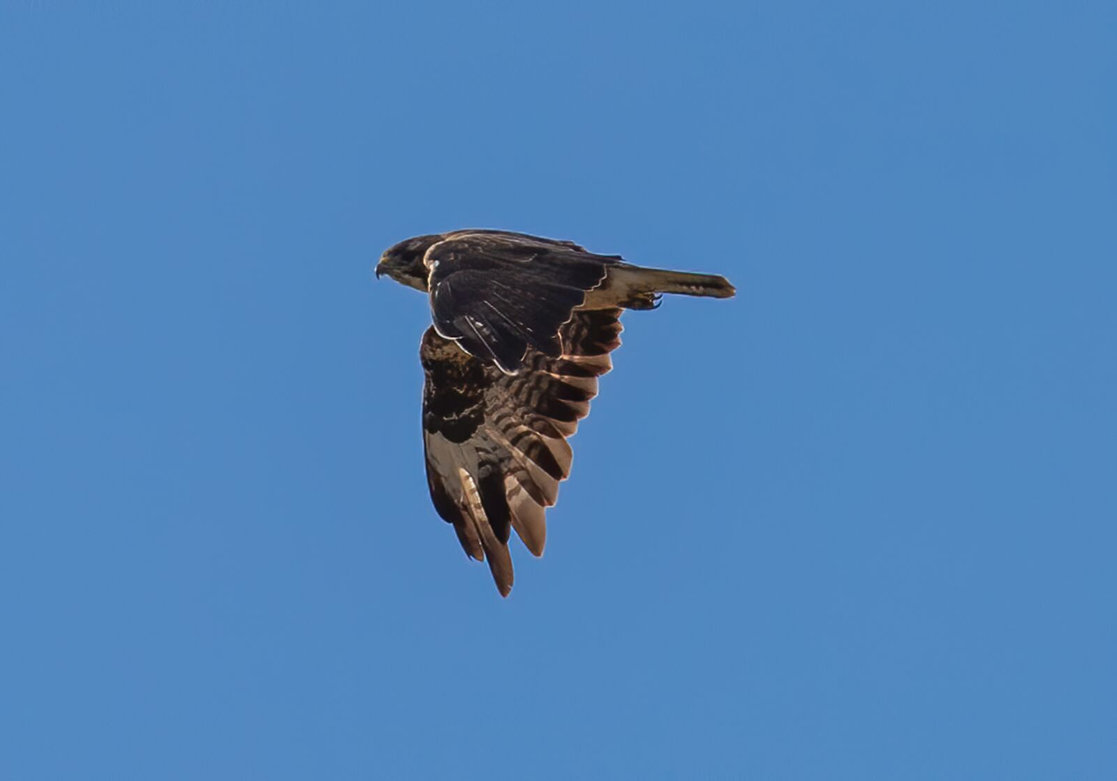 Canon EOS 5D Mark III sample photo. Buzzard, buzzard flying, soaring photography