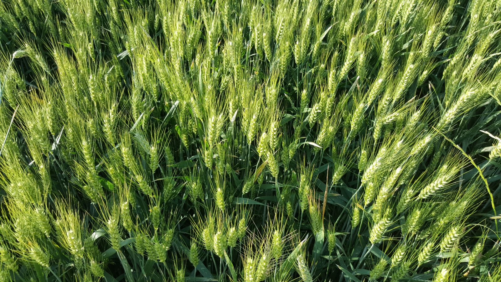 Samsung GALAXY S6 edge sample photo. Wheat, green wheat, wheat photography