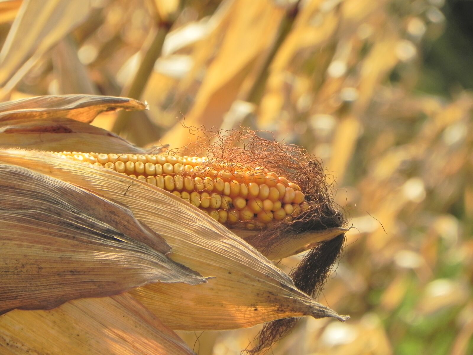 Nikon Coolpix P100 sample photo. Corn, maize, plant photography