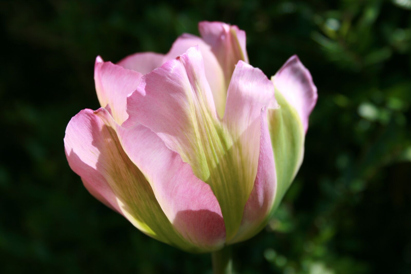Canon EOS 400D (EOS Digital Rebel XTi / EOS Kiss Digital X) sample photo. Tulip, petals, pink photography