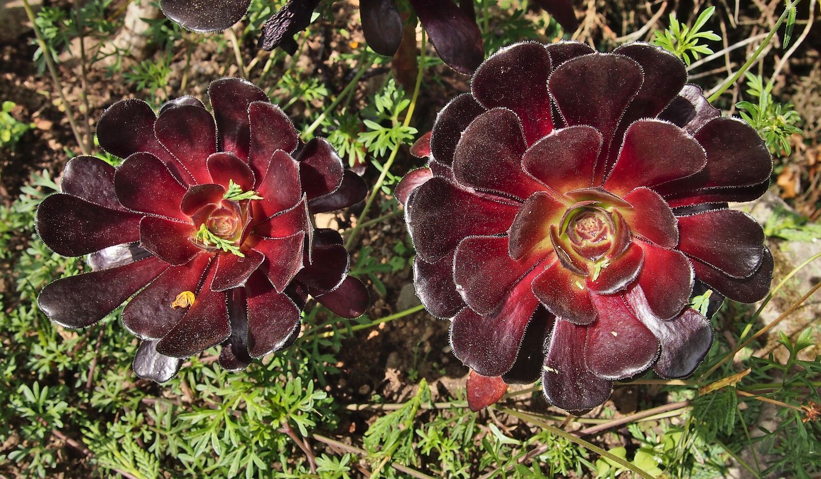 Olympus PEN E-PM1 sample photo. Succulent, botanic garden, botany photography